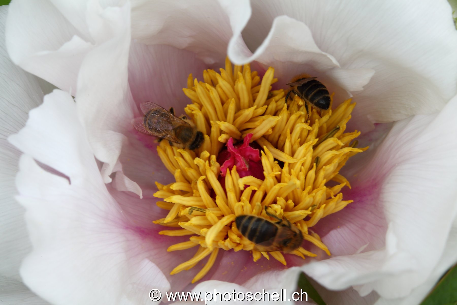 Fleur et ses butineurs