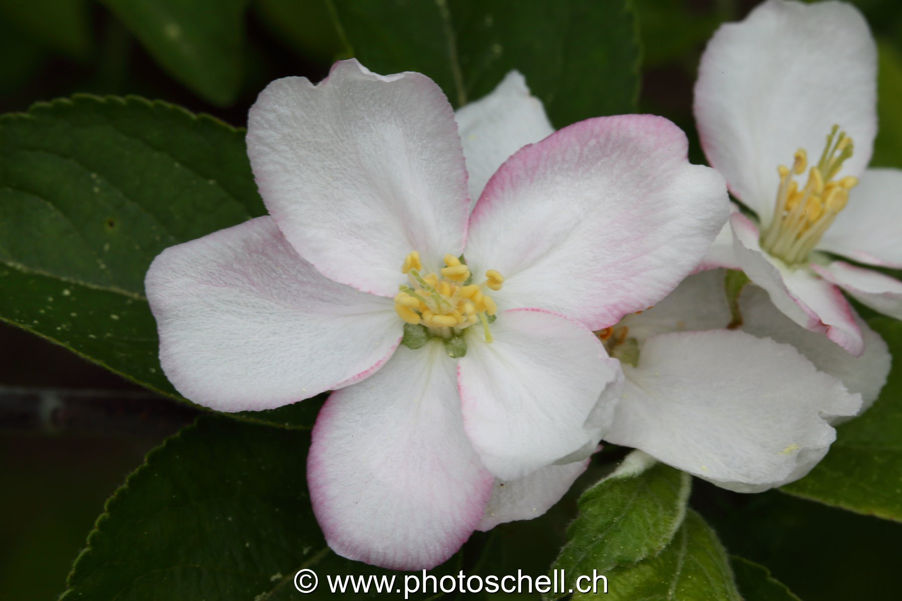 Fleurs