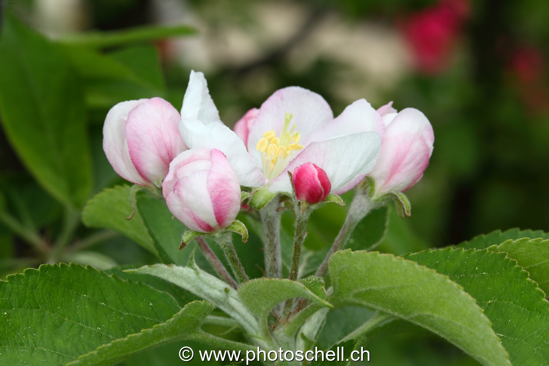Fleurs