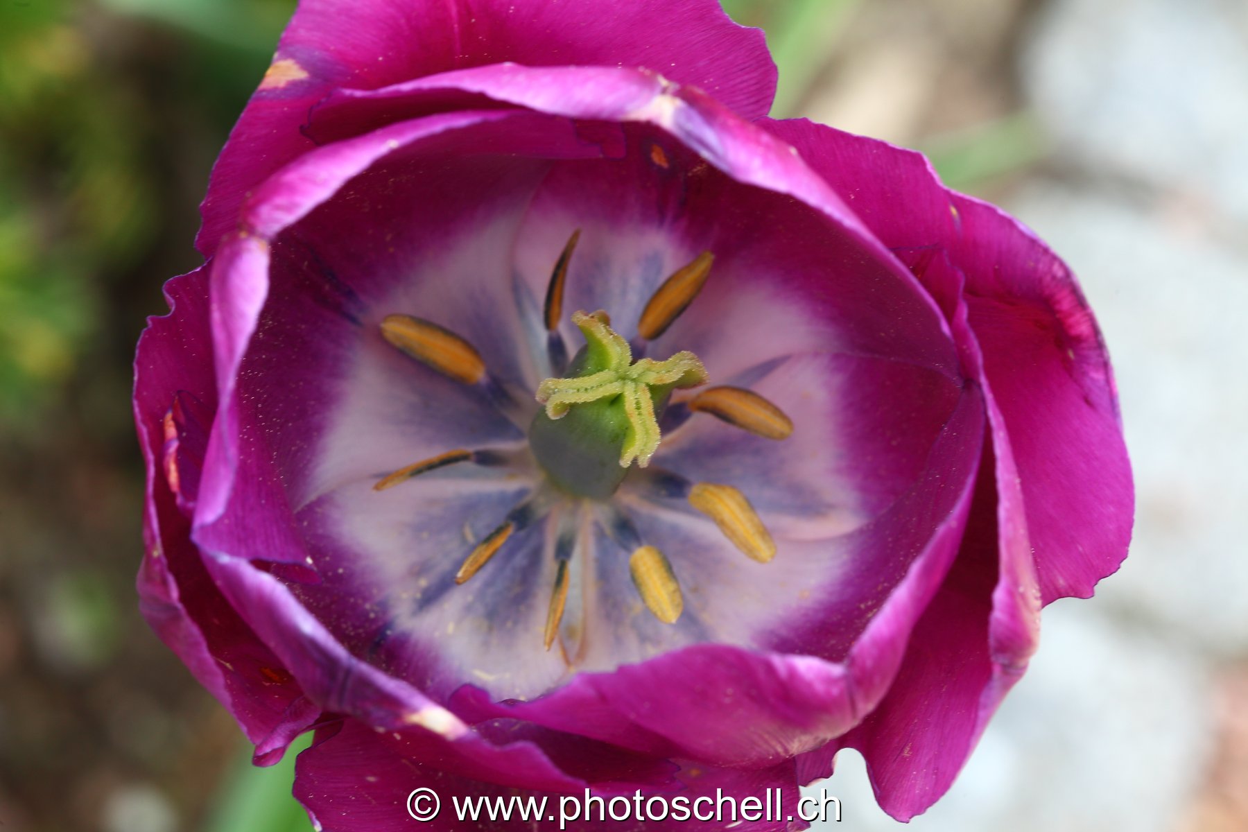 Tulipe