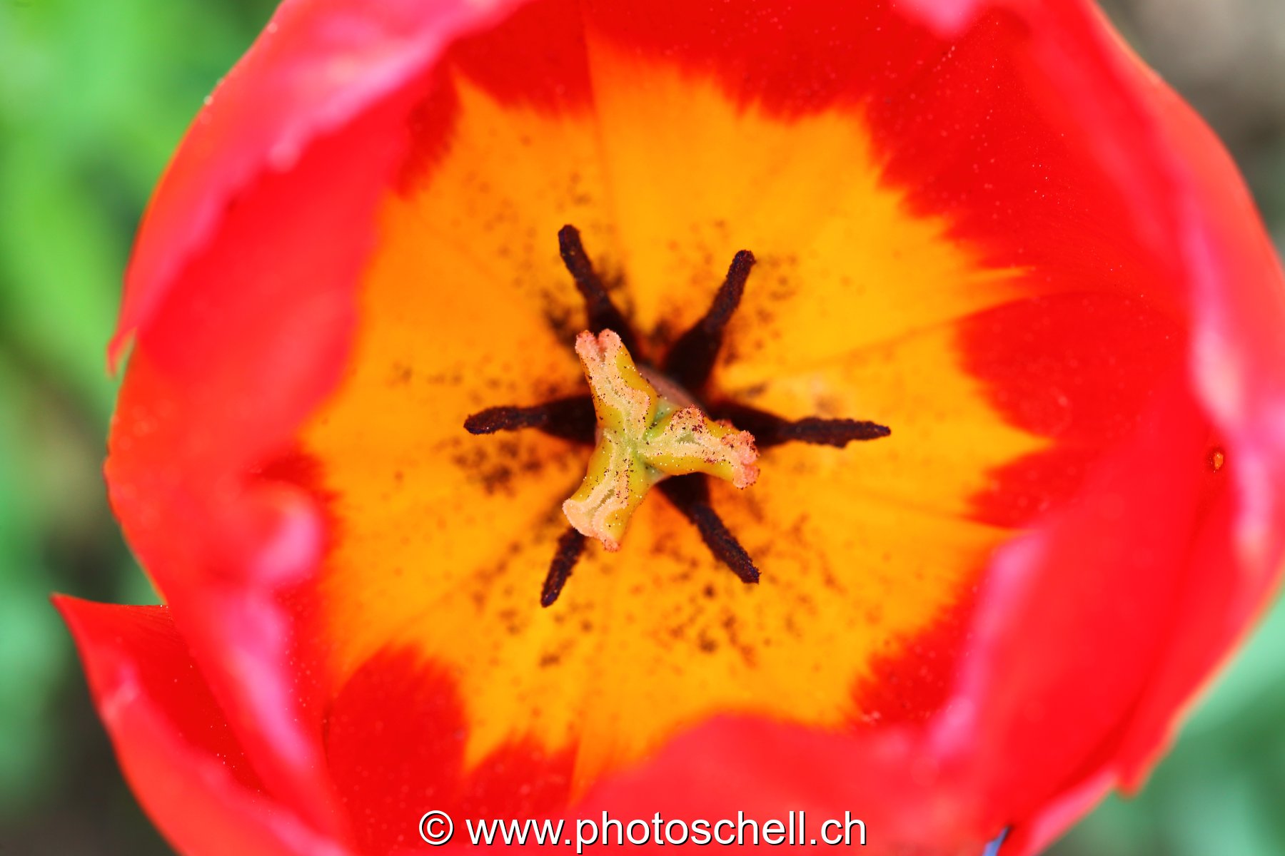 Tulipe
