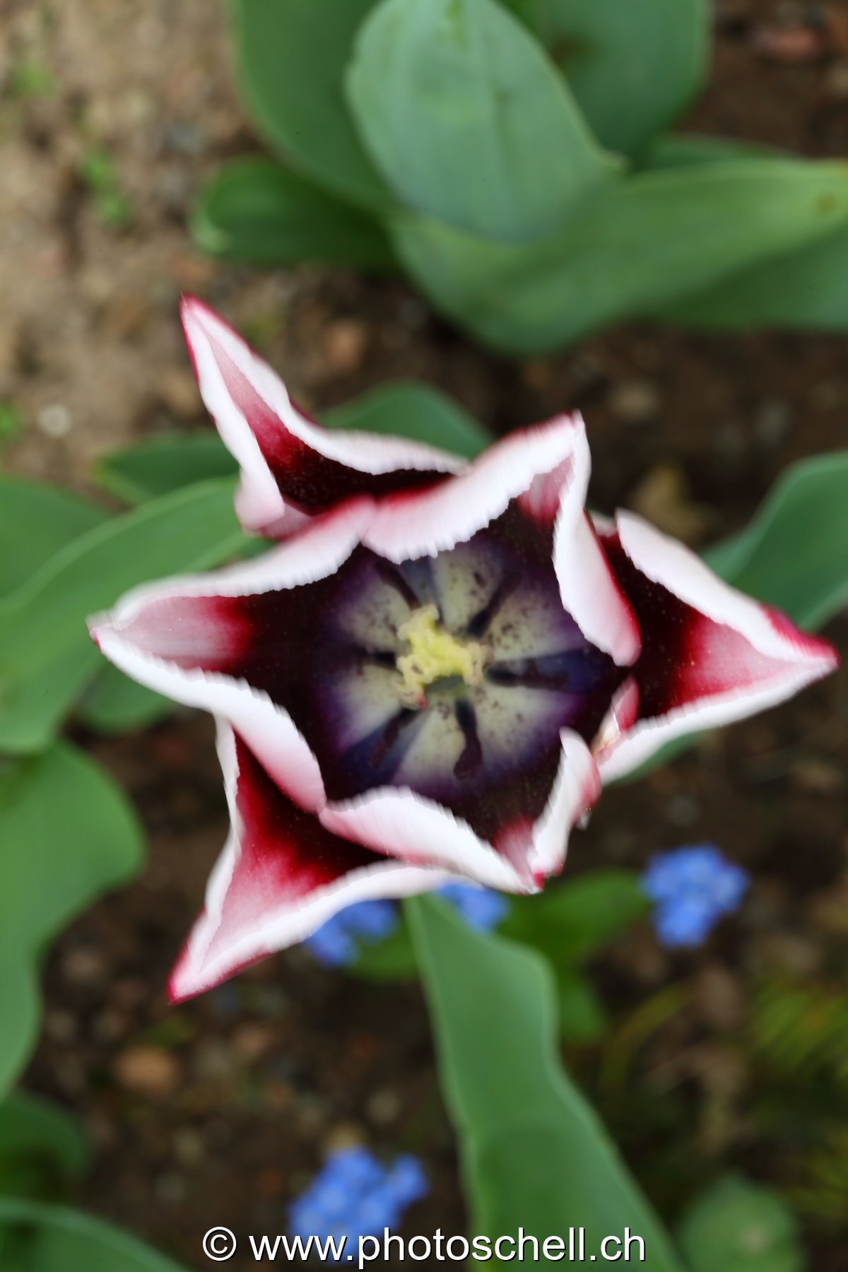Tulipe