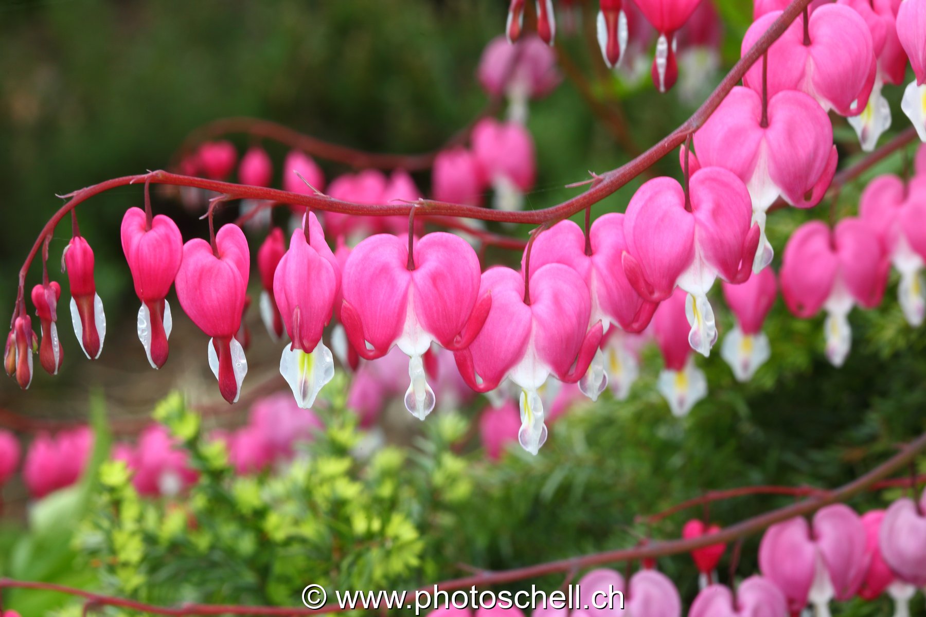 Fleurs en coeurs