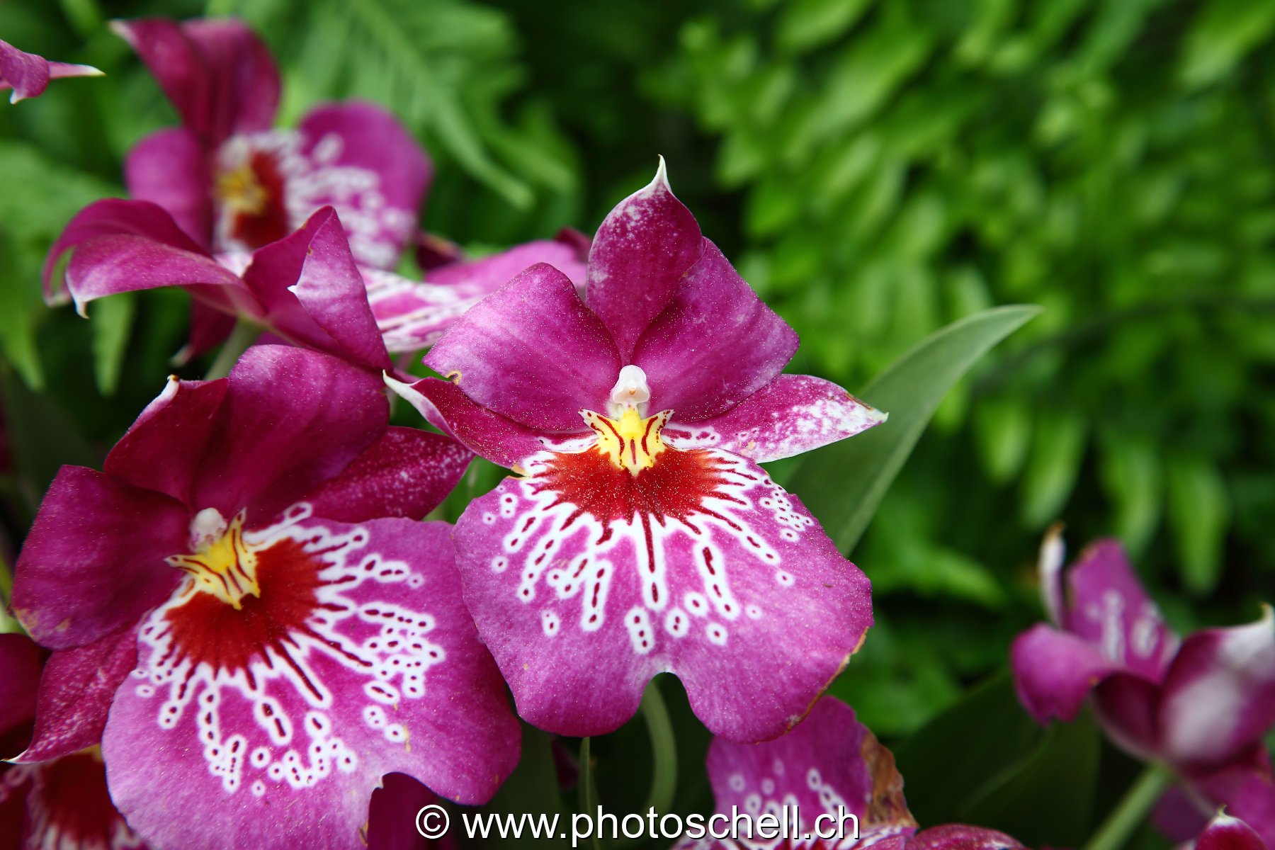 Orchidées
