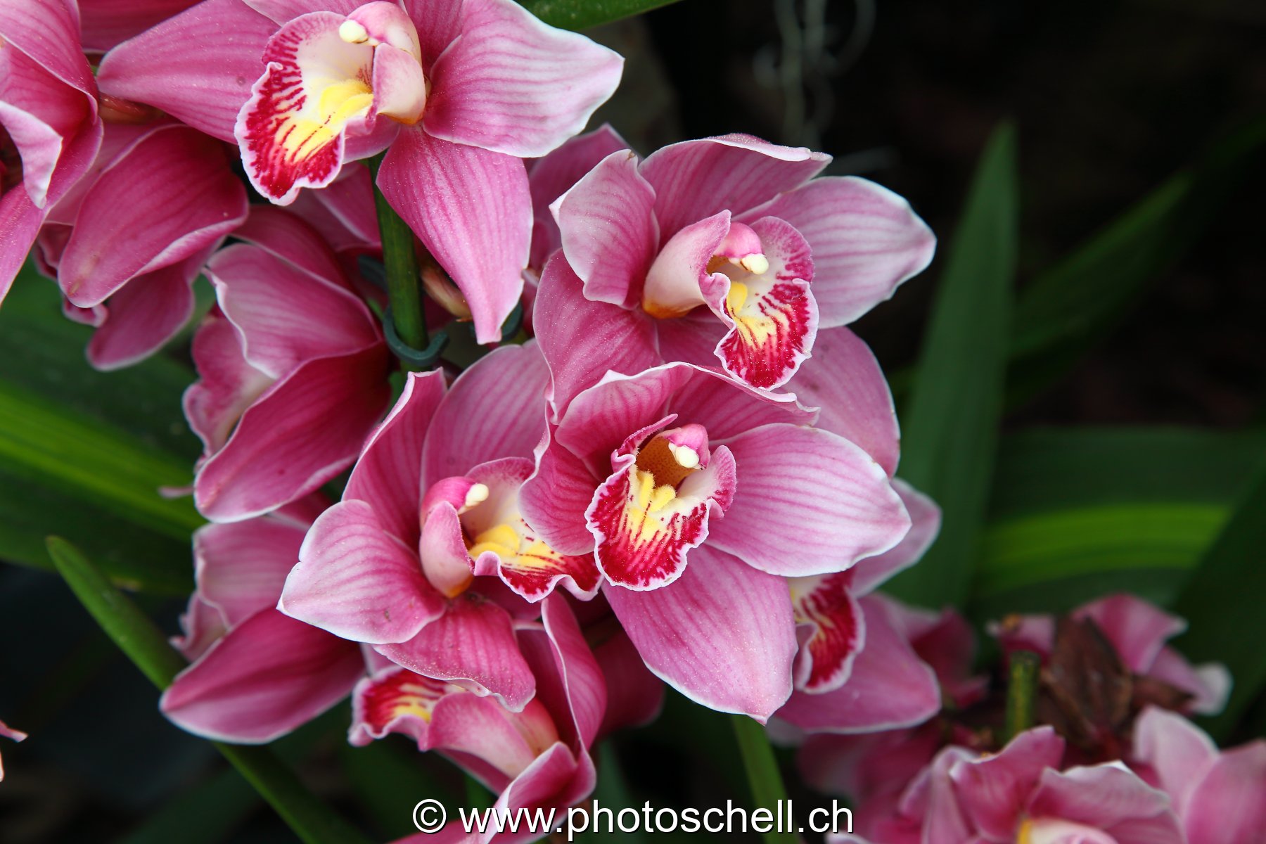 Orchidées