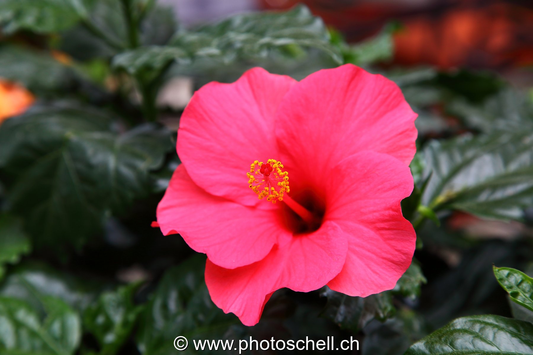 Hybiscus rose