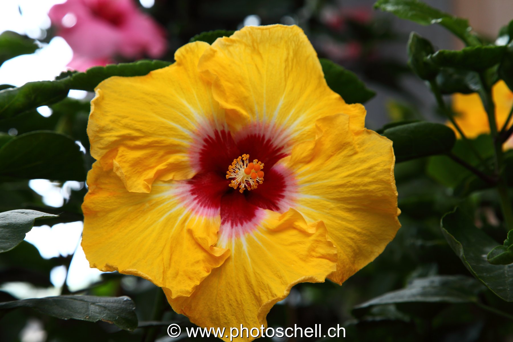 Hybiscus jaune