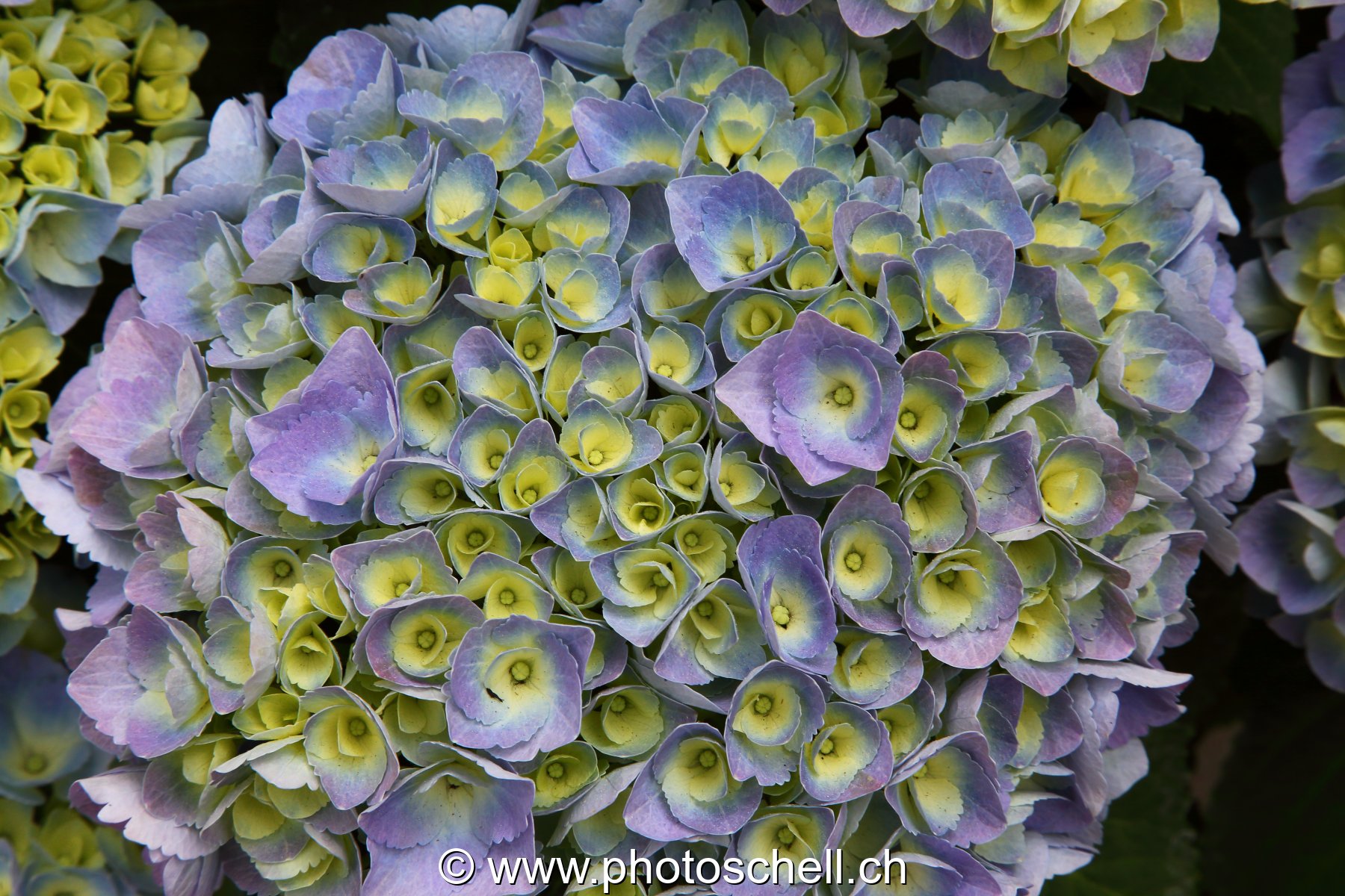 Fleur