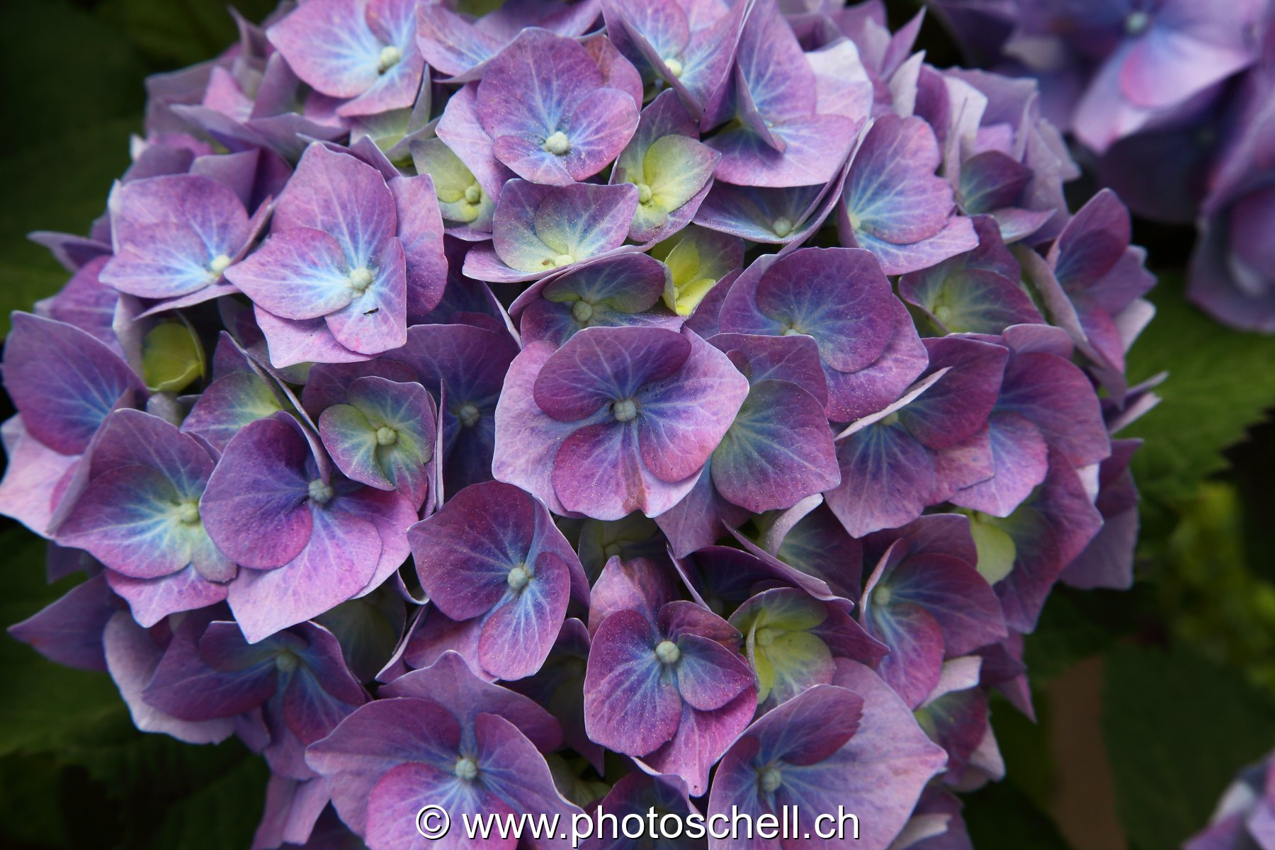 Fleur