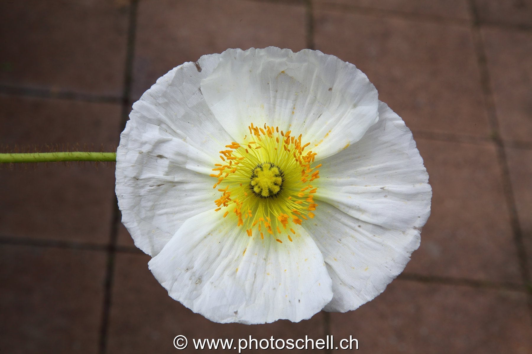 Fleur