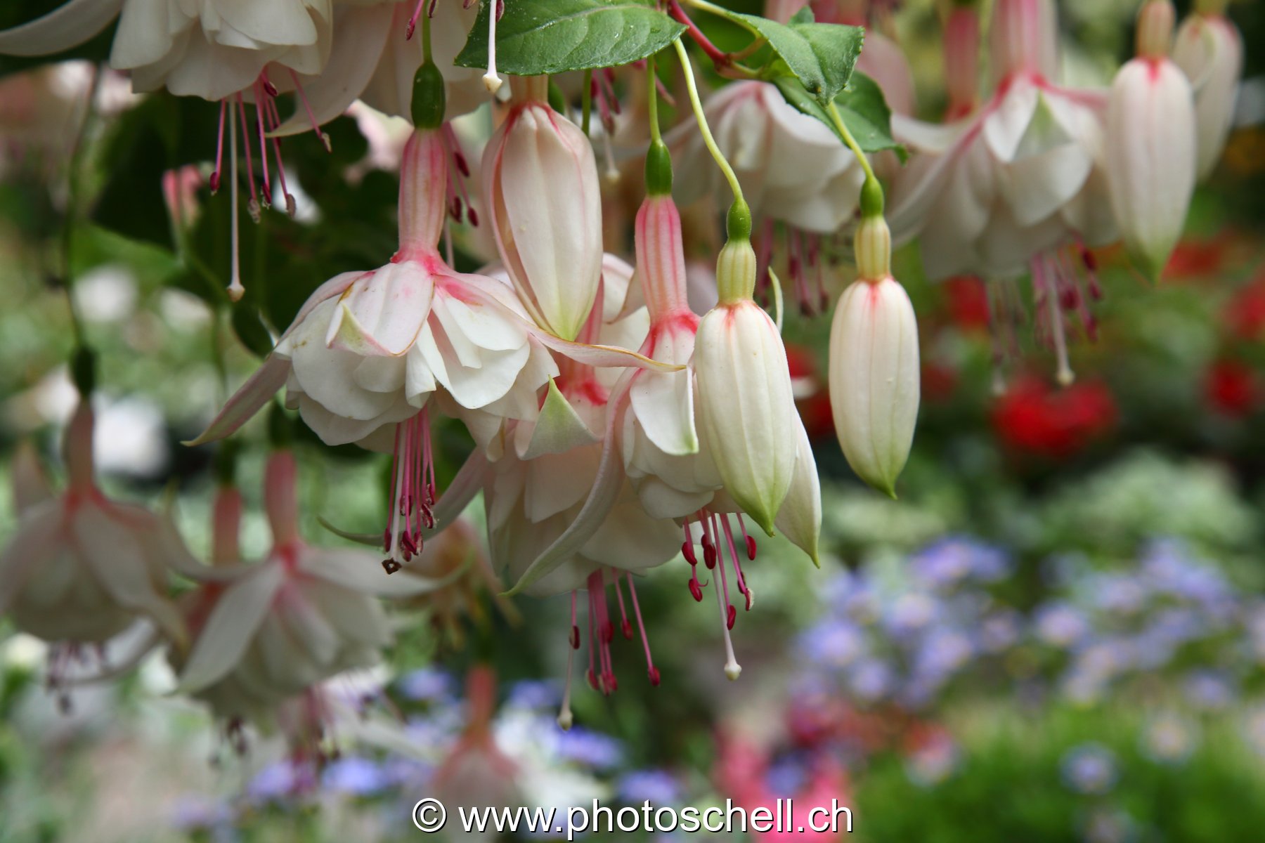 Fleurs
