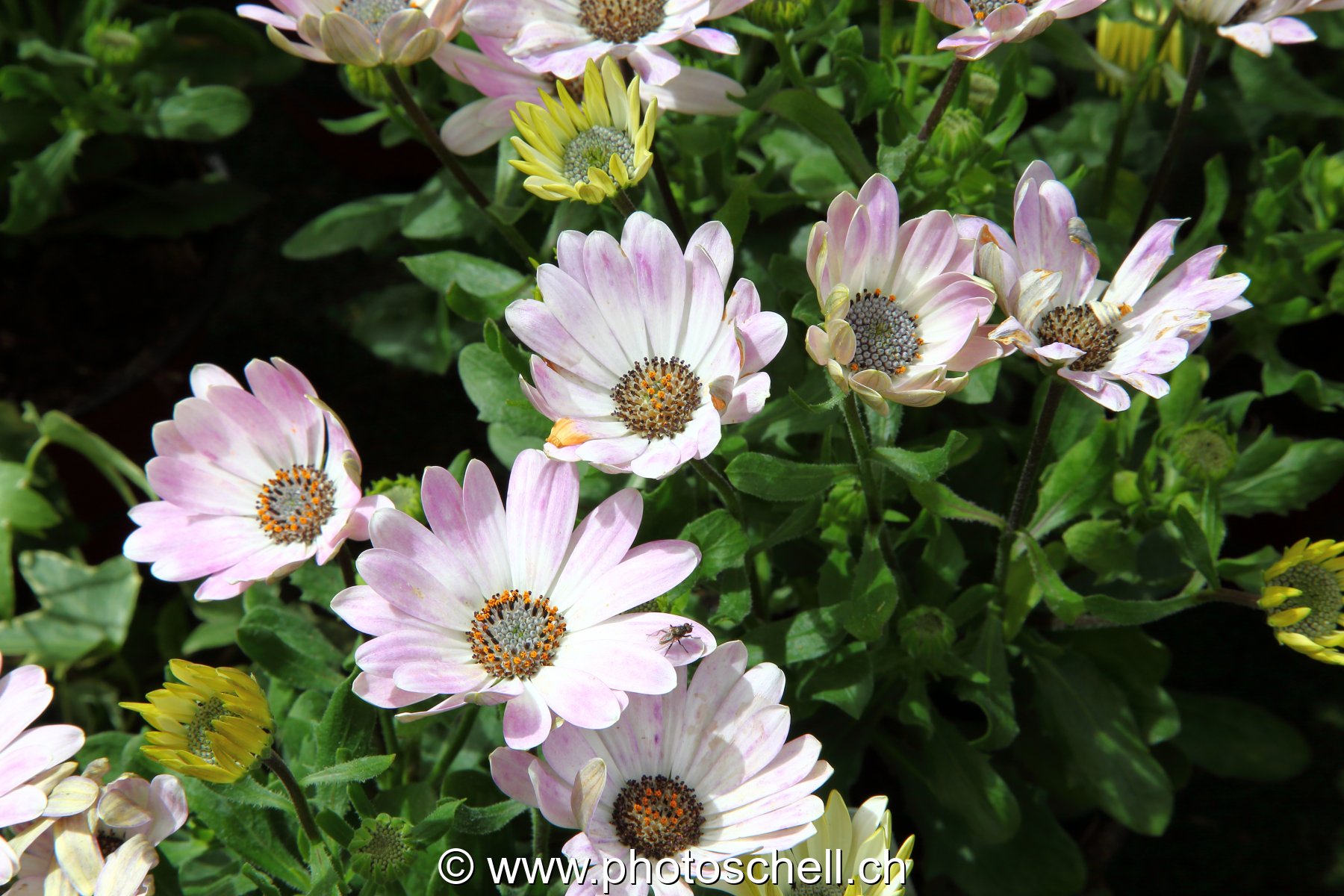 Fleurs
