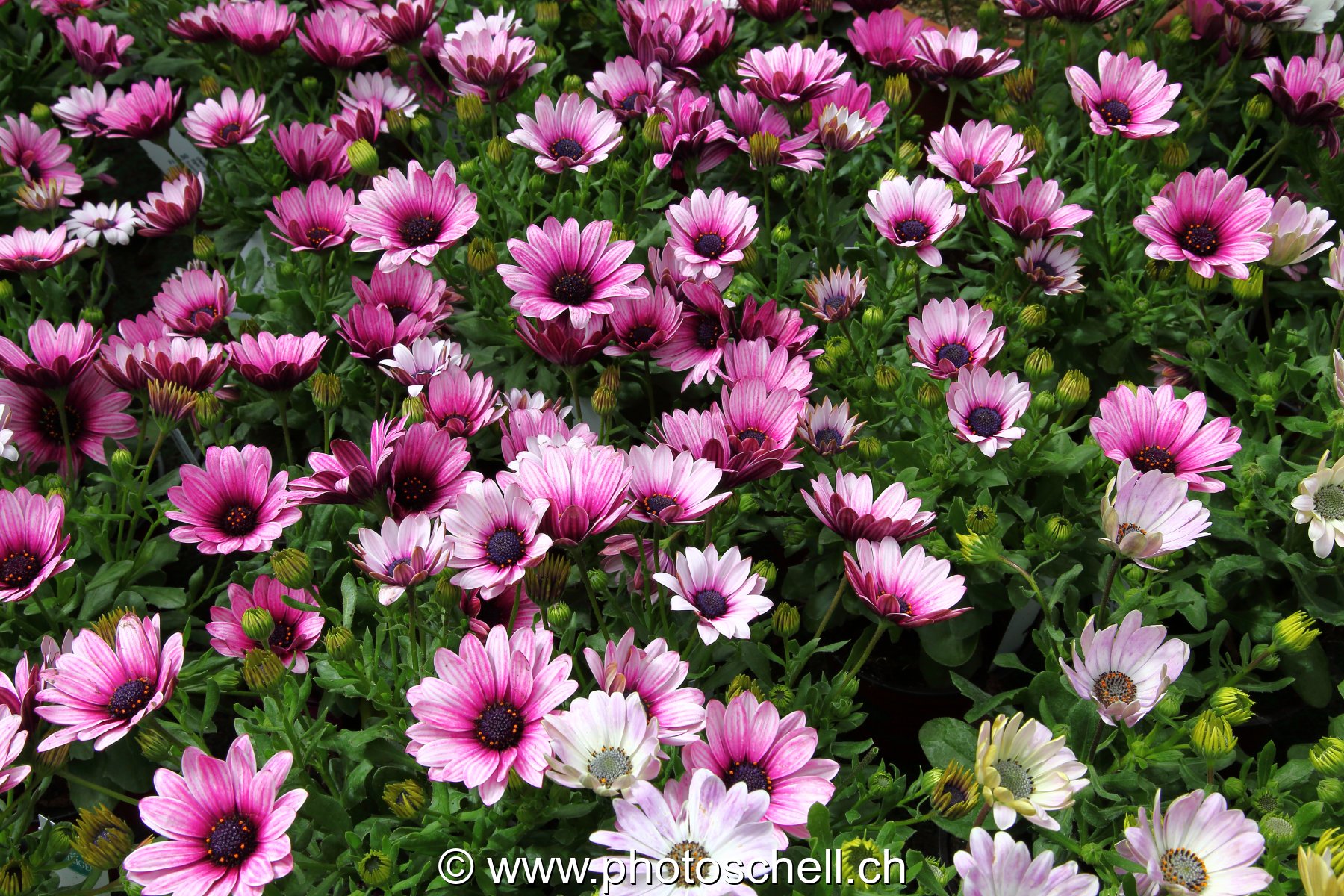 Fleurs