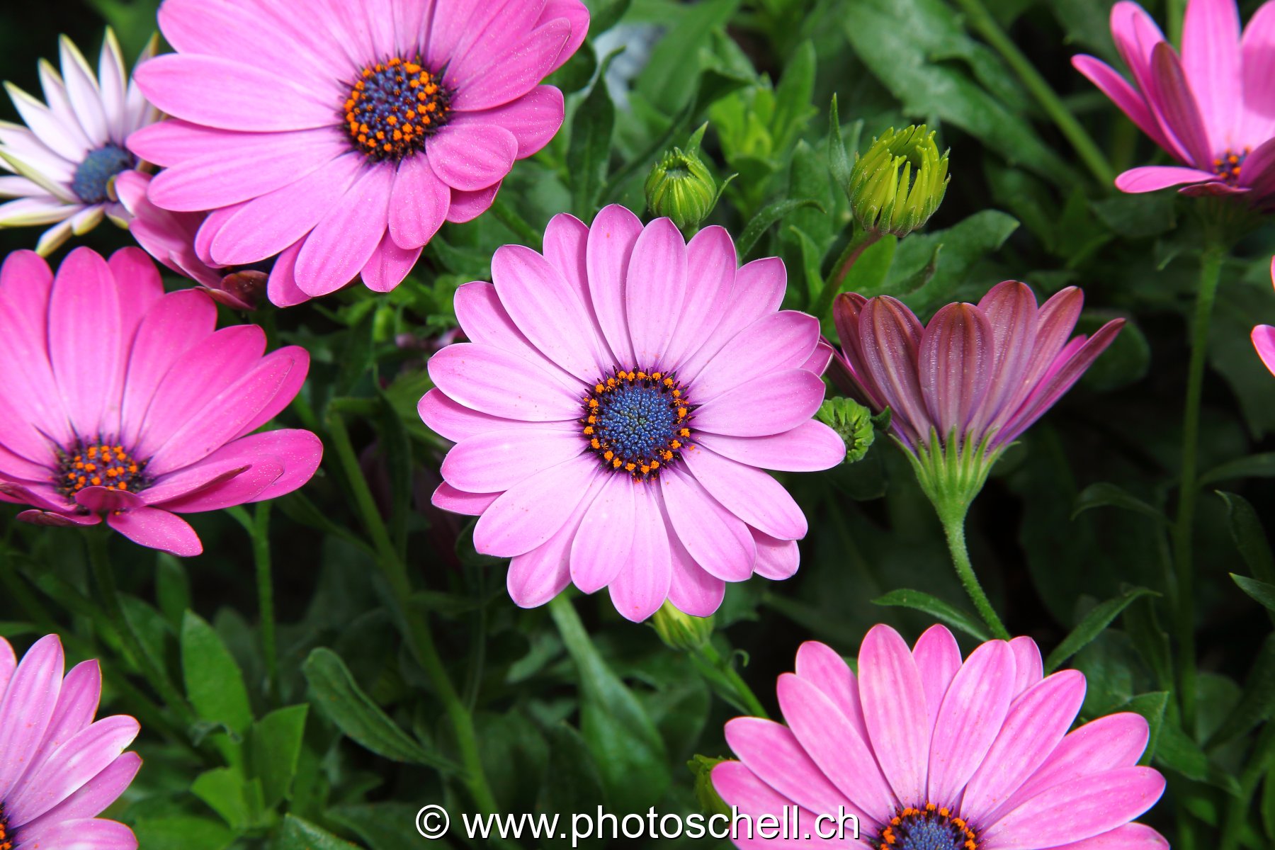 Fleurs