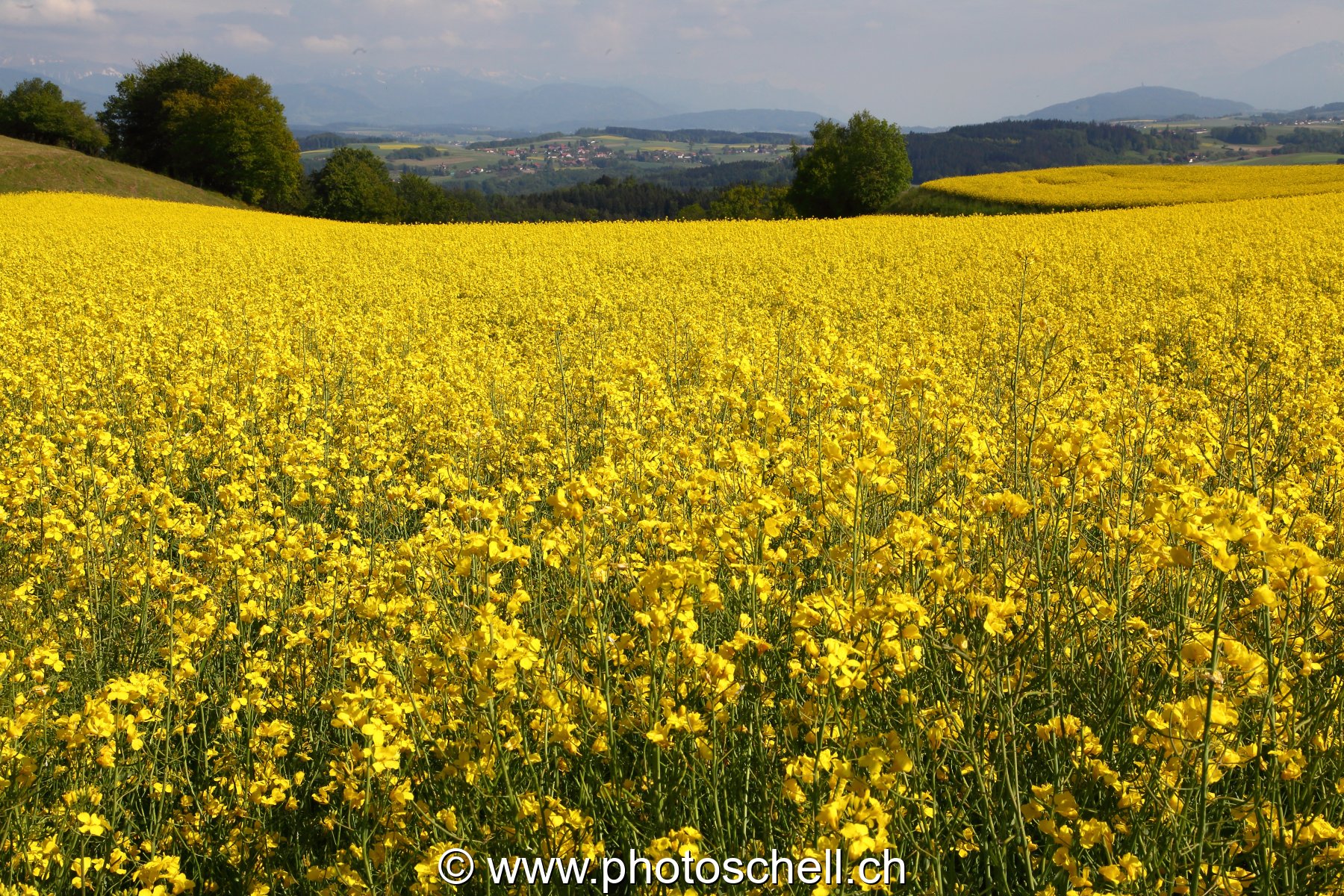 Champ de colza