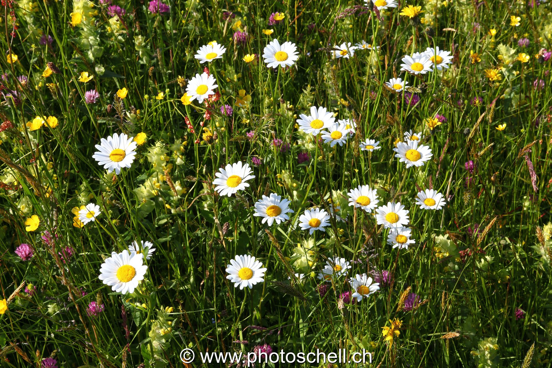 Fleurs des prés