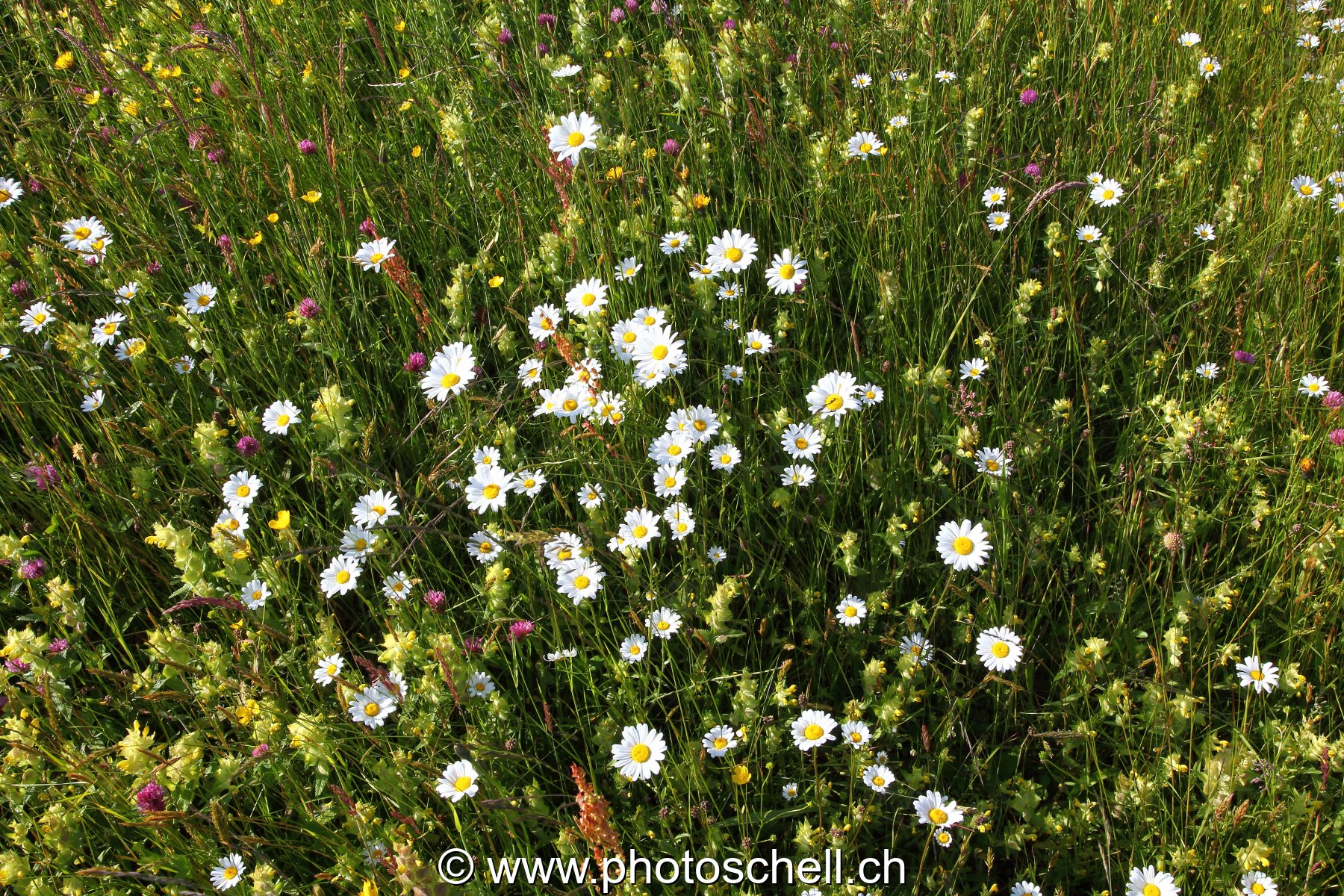 Fleurs des prés