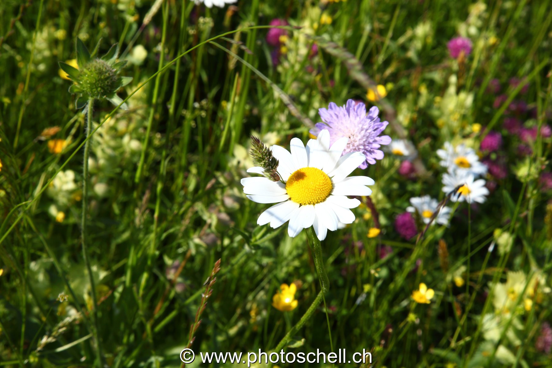 Fleurs des prés