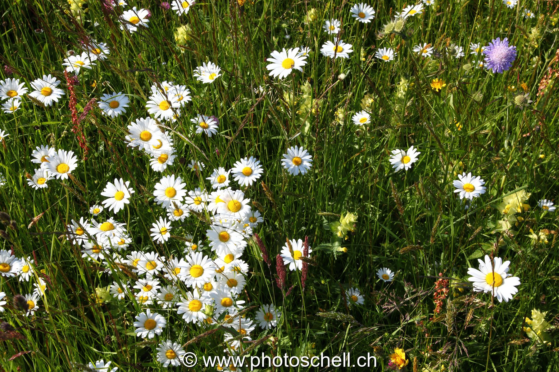 Fleurs des prés