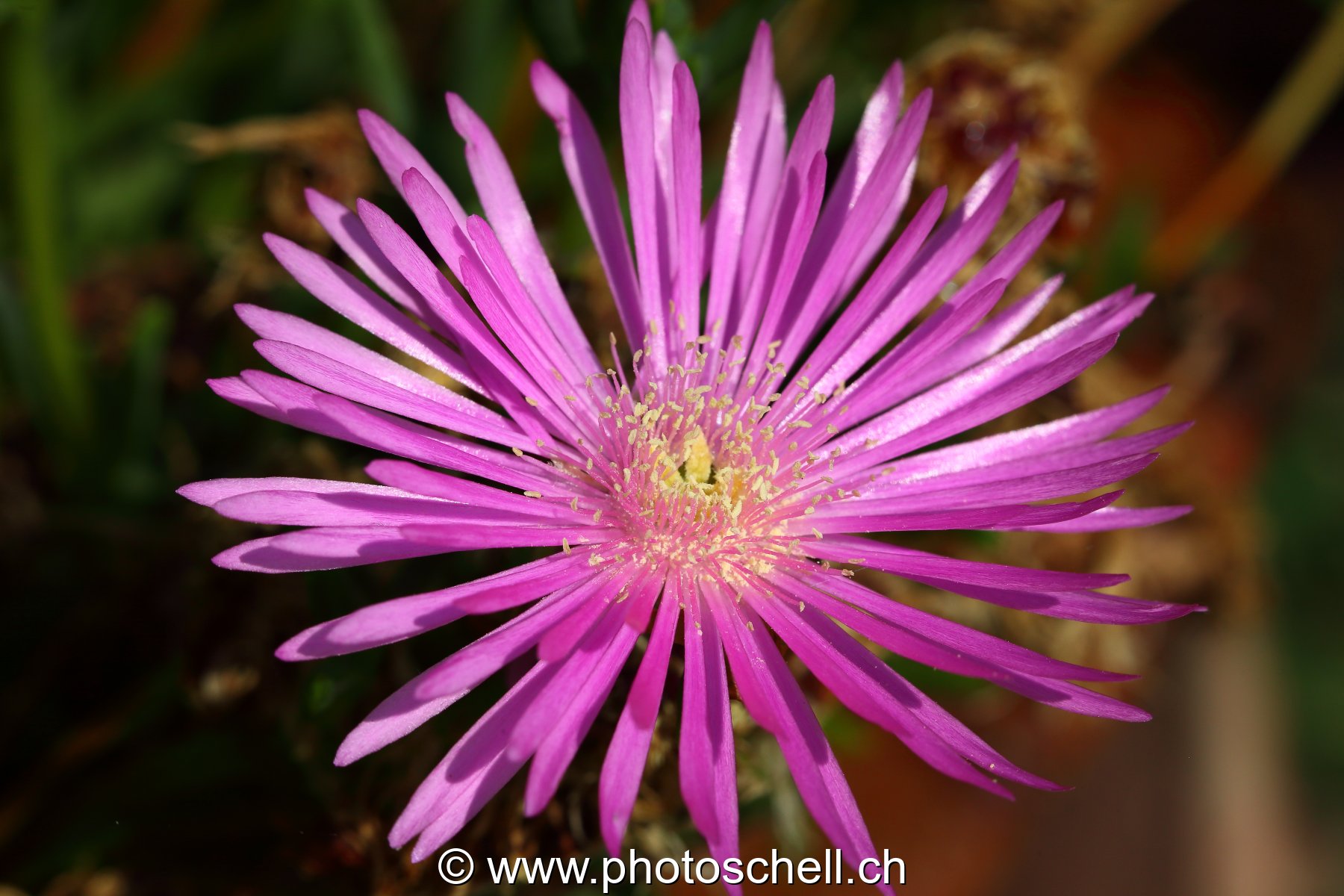 Fleur des prés