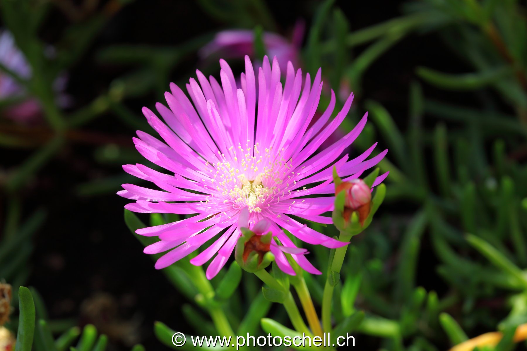 Fleur des prés