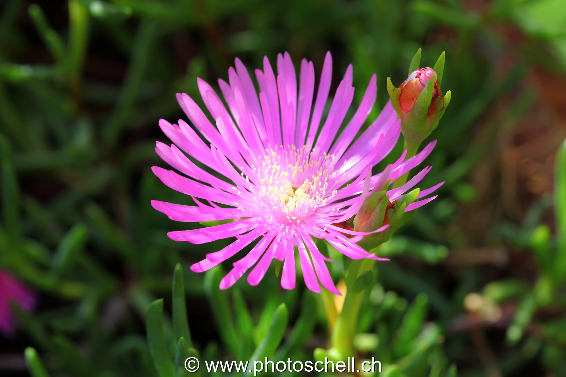 Fleur des prés
