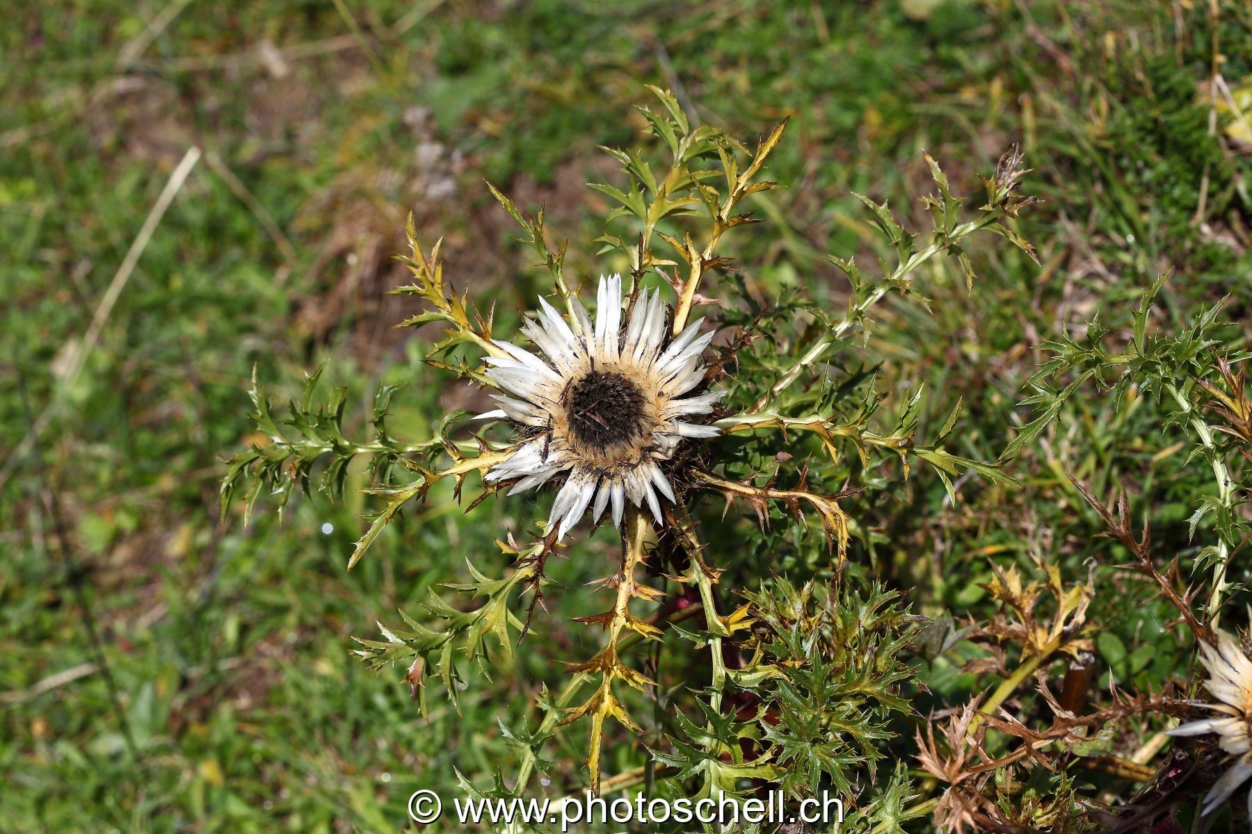 Fleur des prés