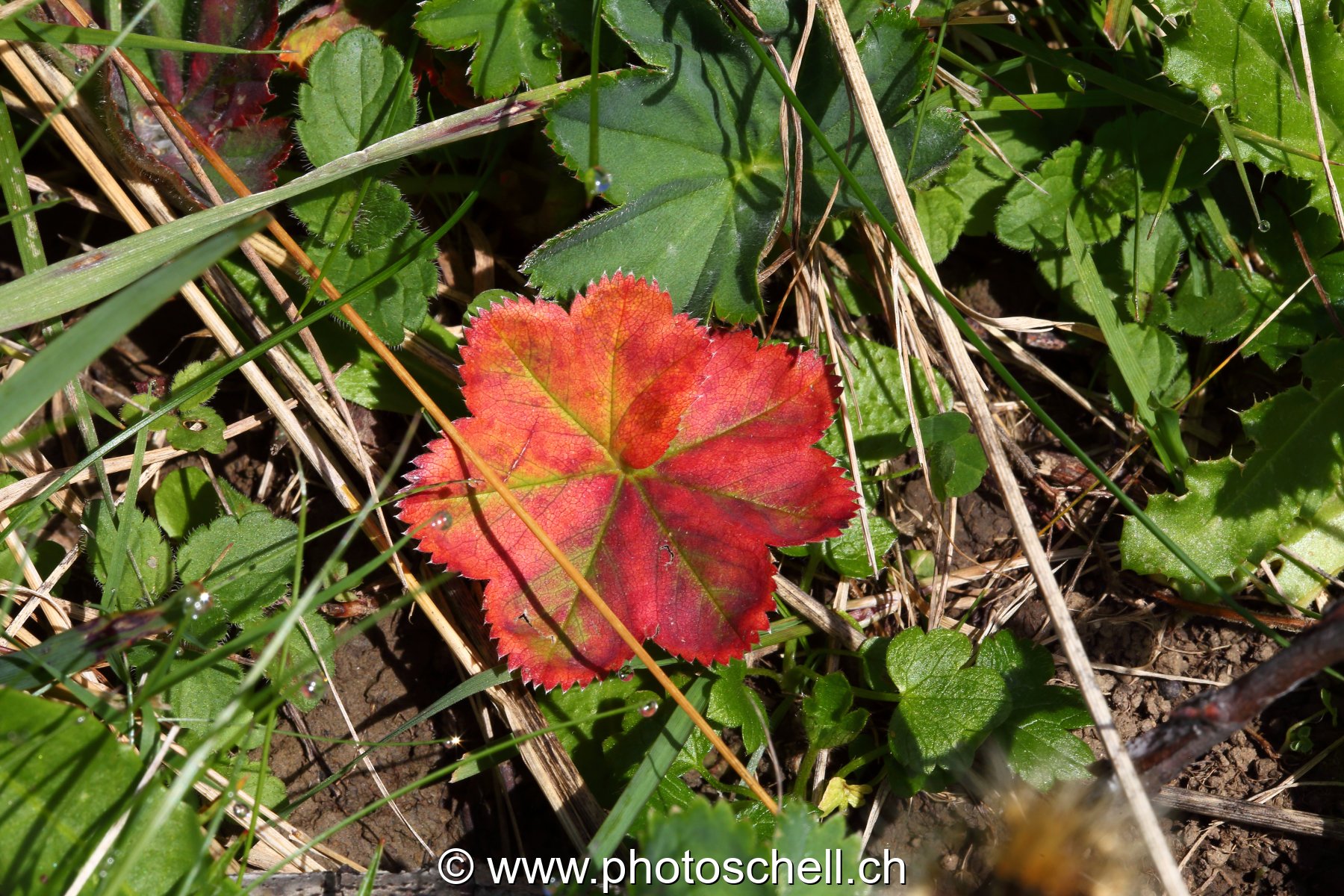 Feuille