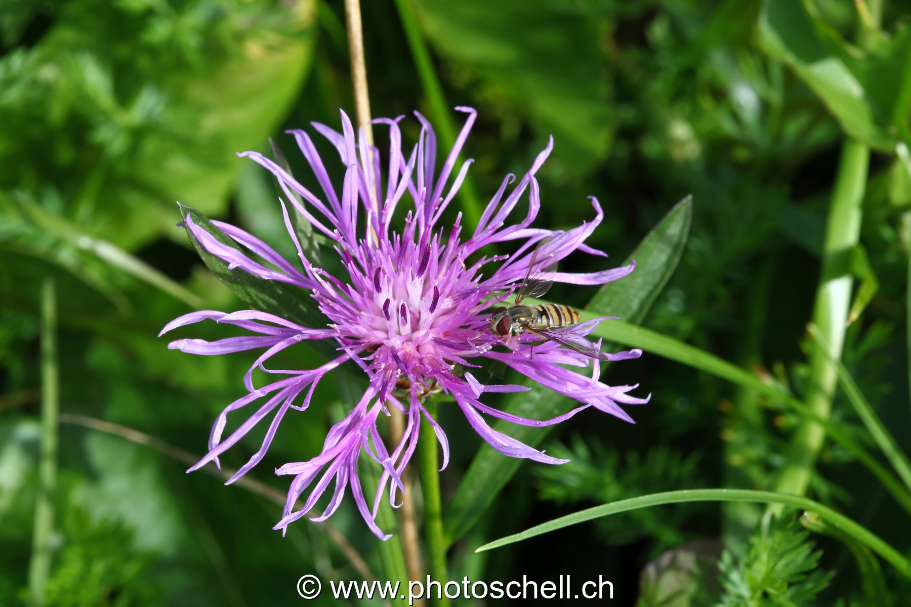 Fleur des prés