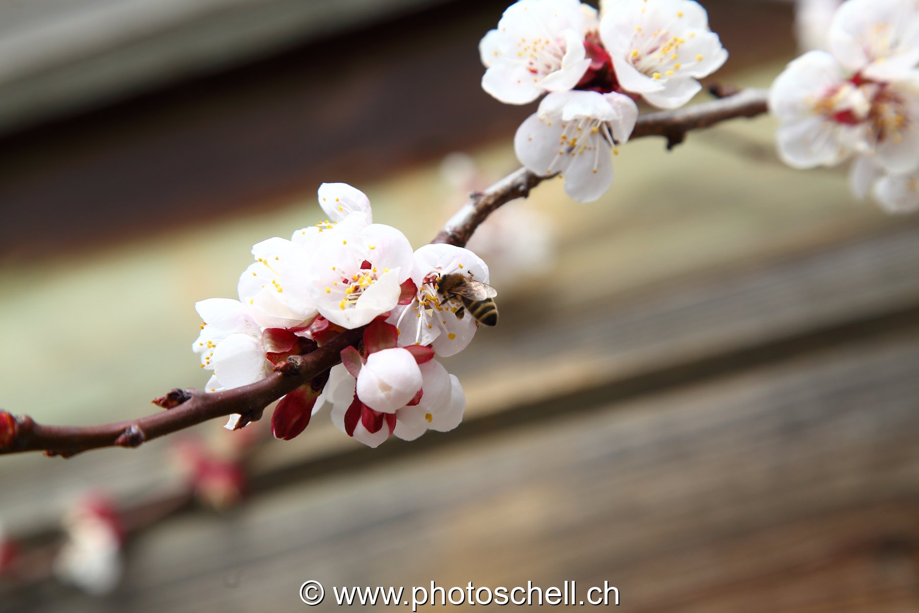 Fleurs d'arbre fruitier