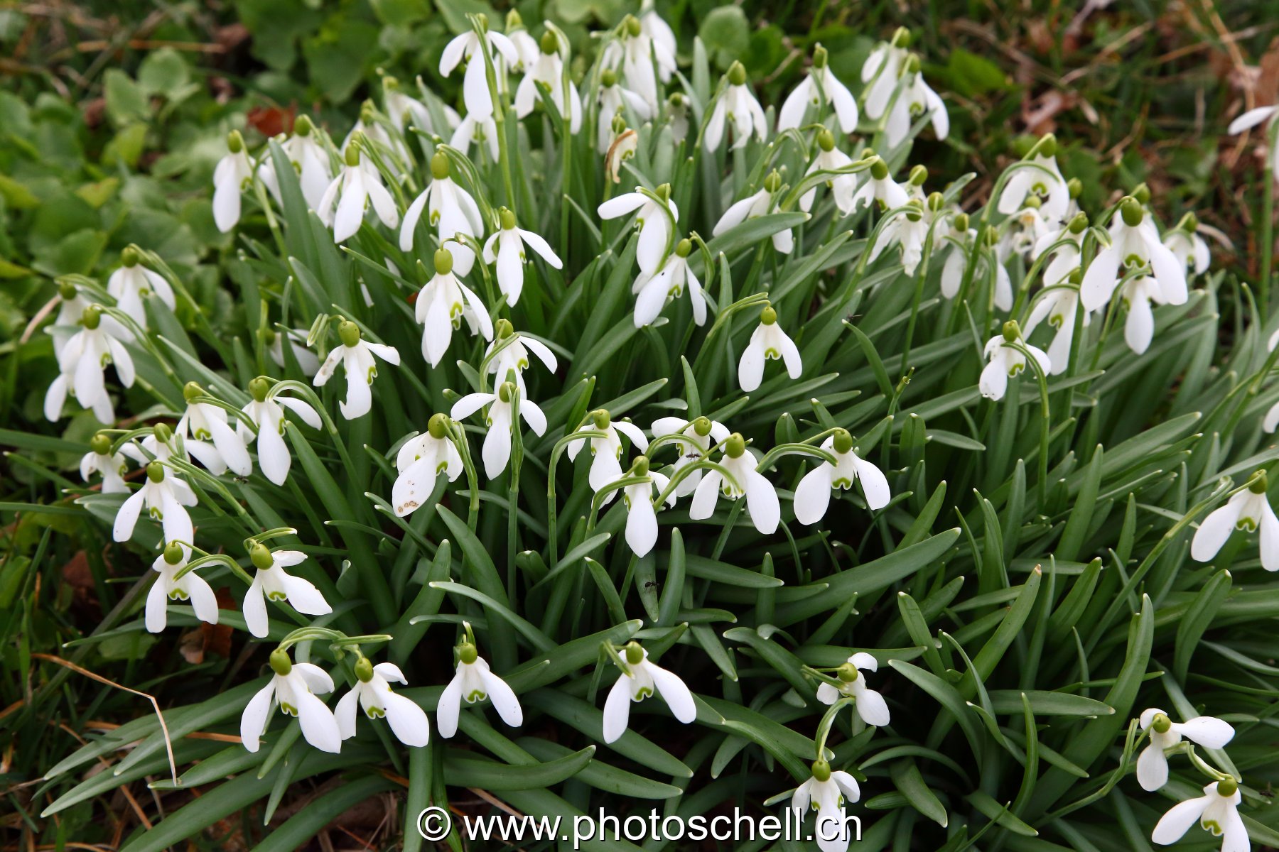 Perces-neiges