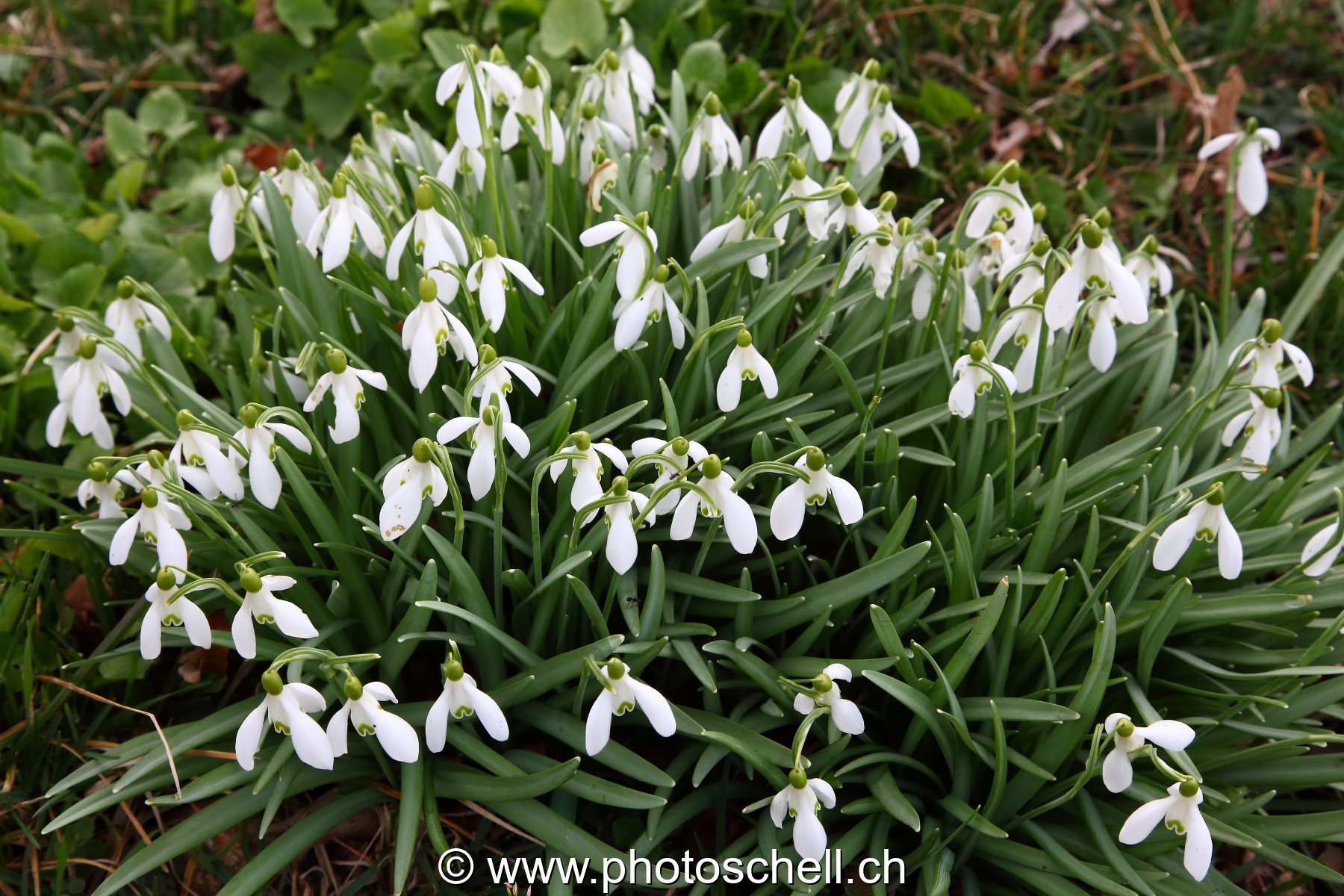 Perces-neiges
