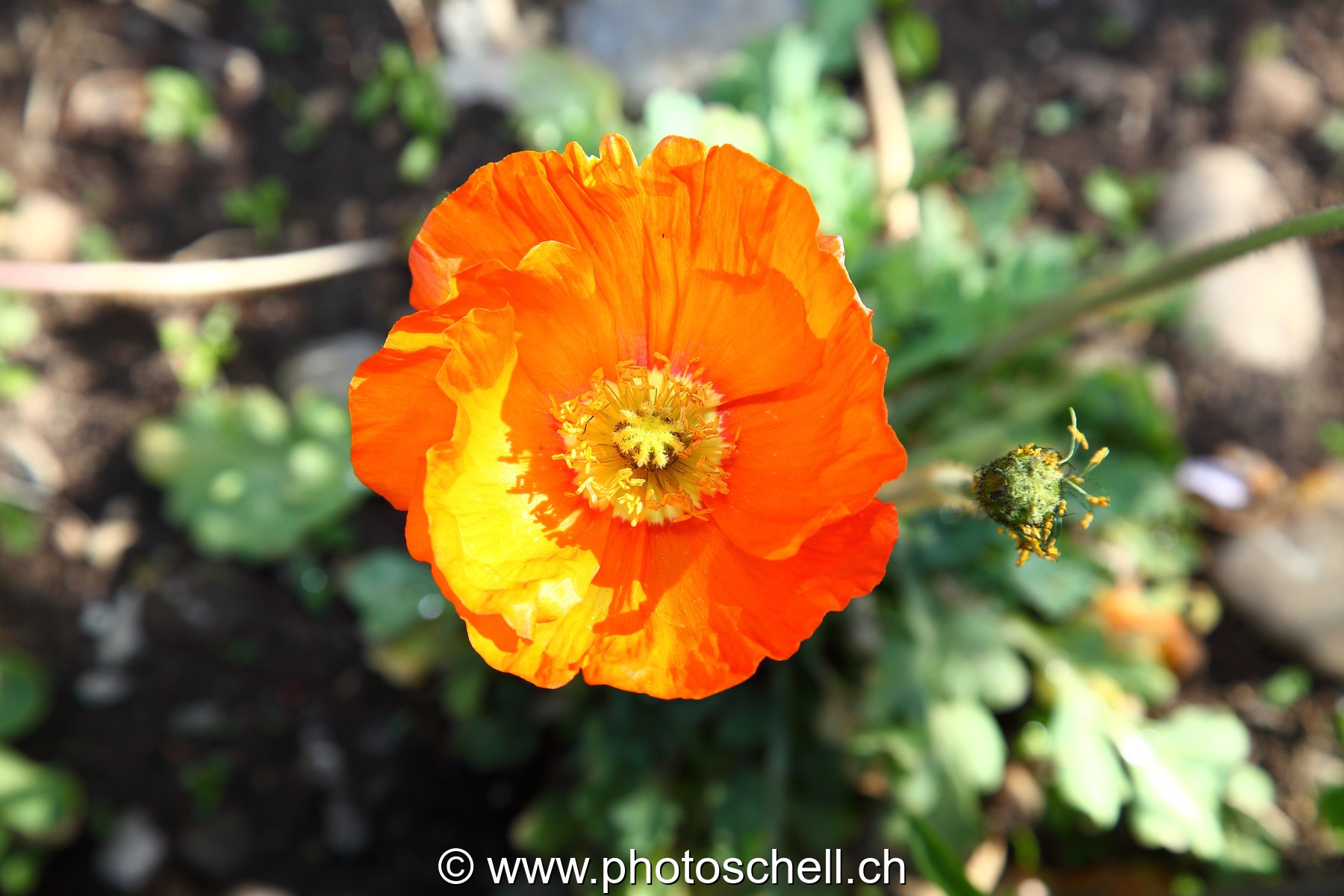 Fleur