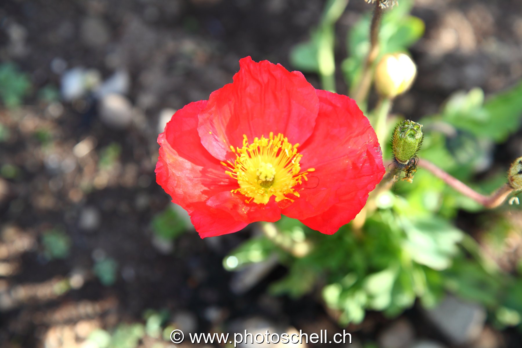 Fleur