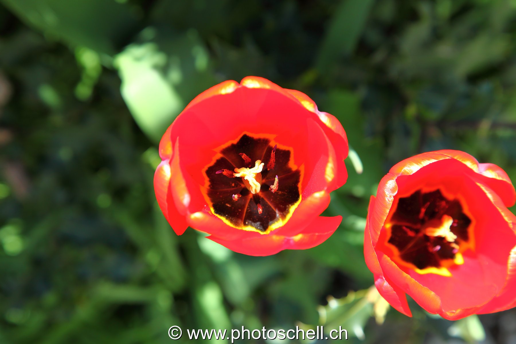 Tulipes
