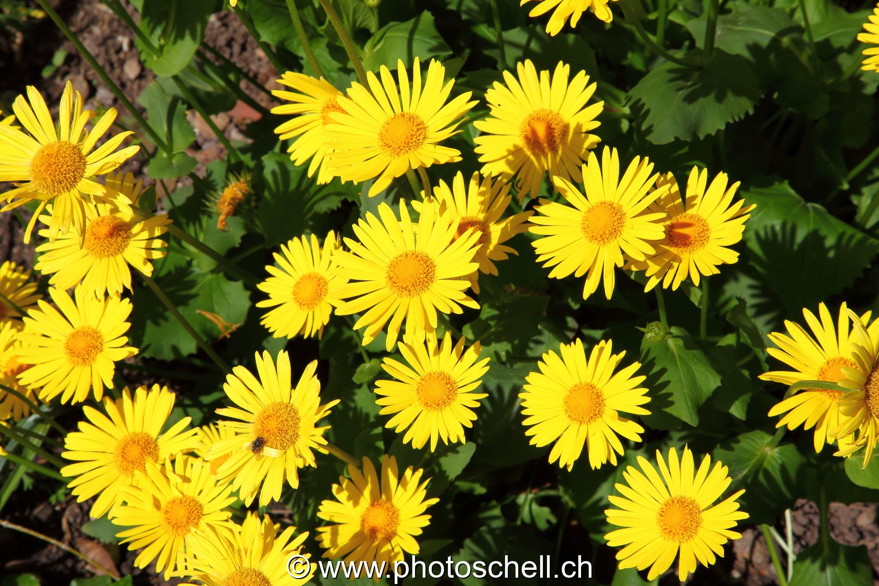 Fleurs