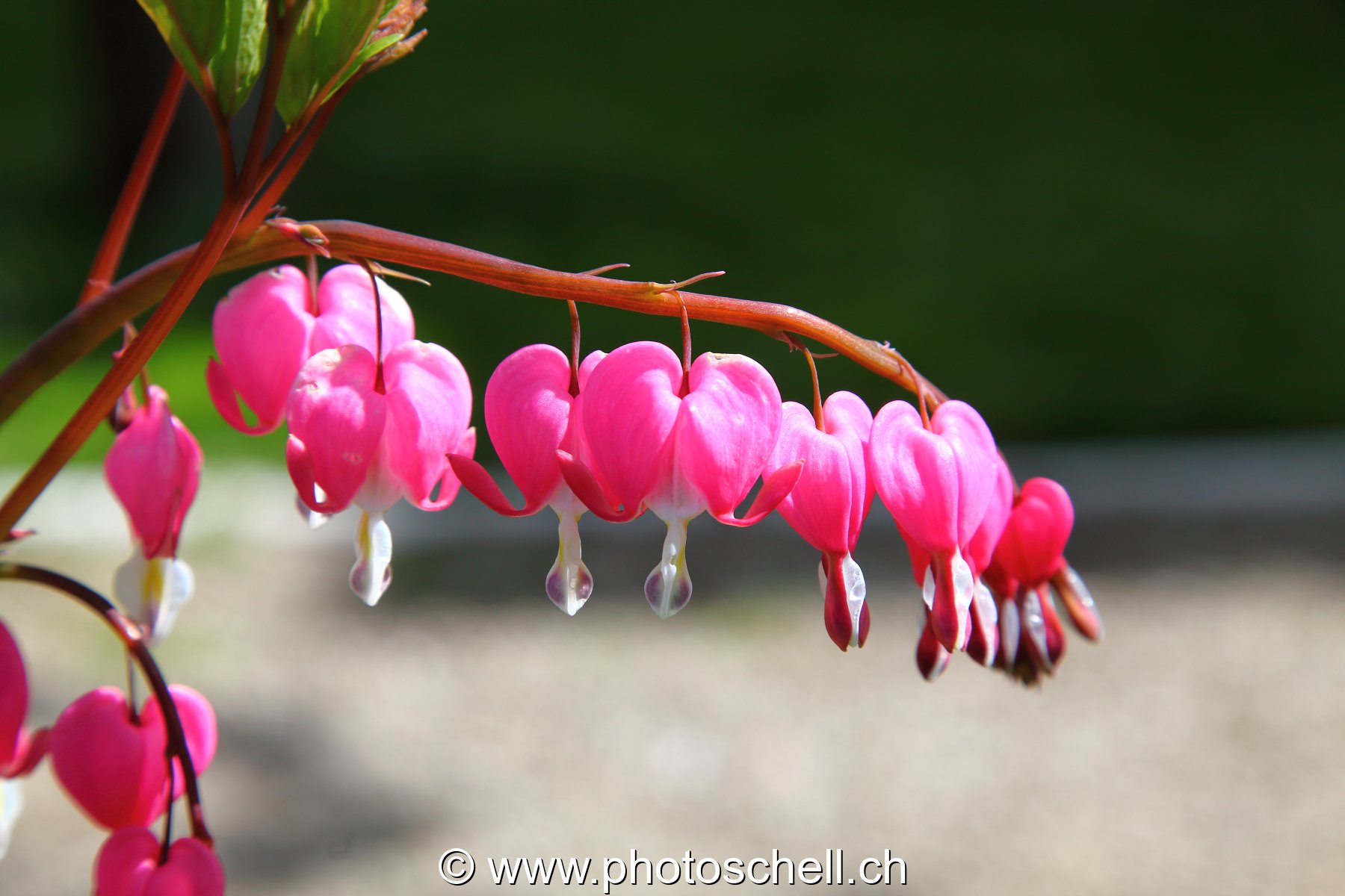 Coeurs de fleurs