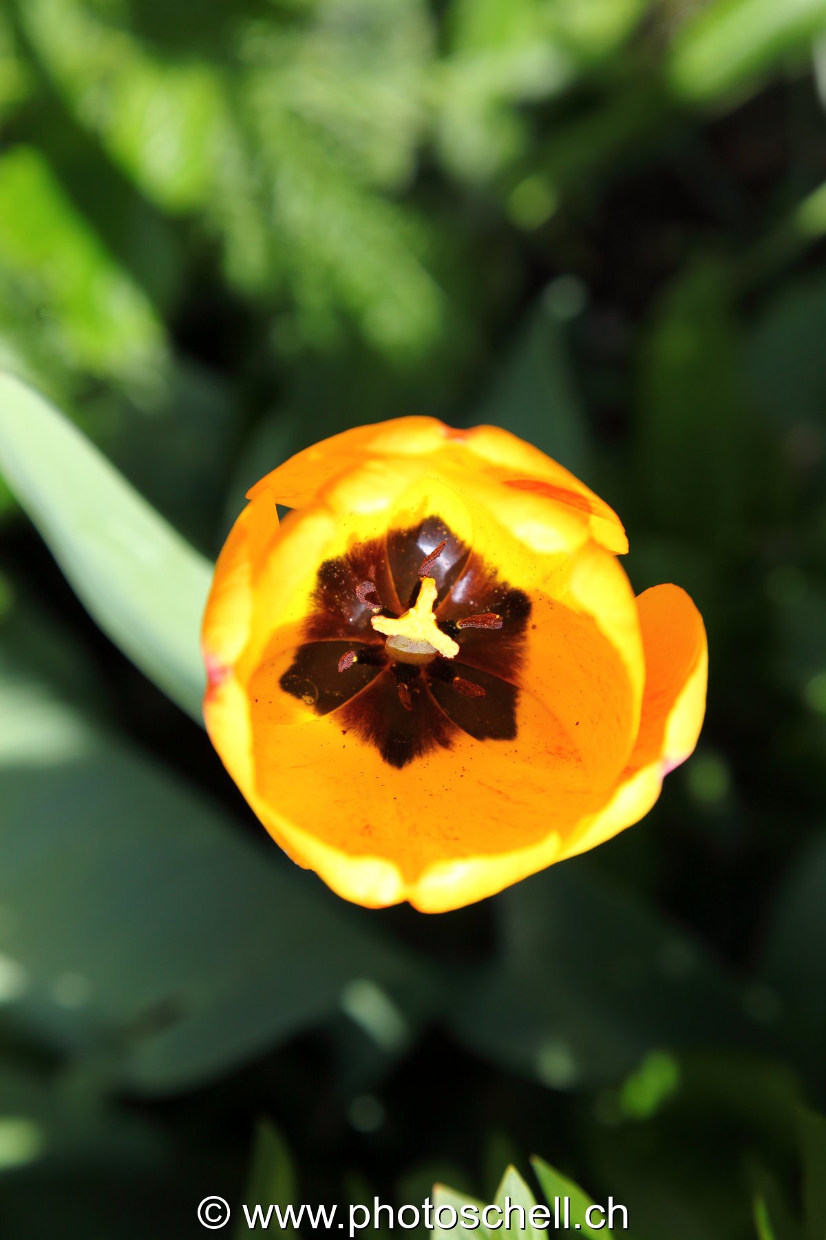 Tulipe