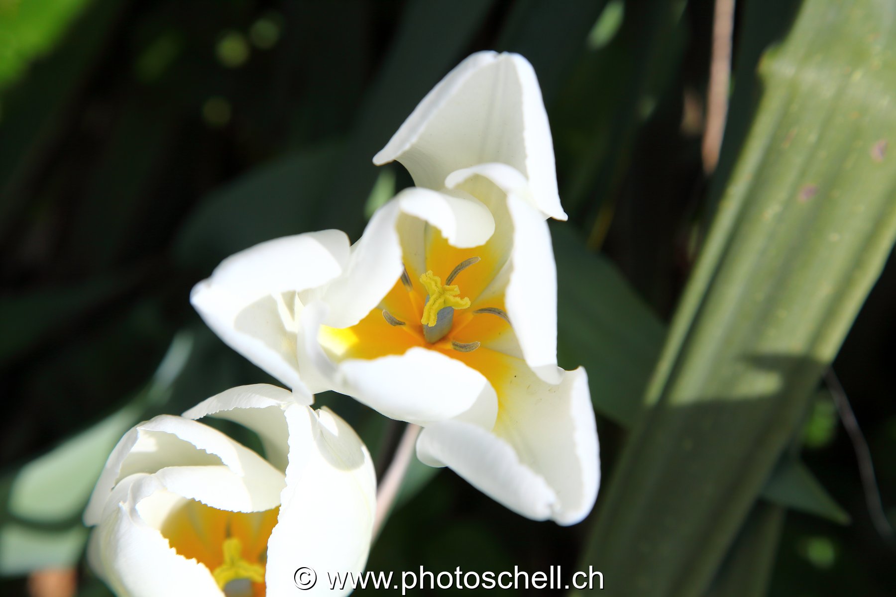 Tulipes