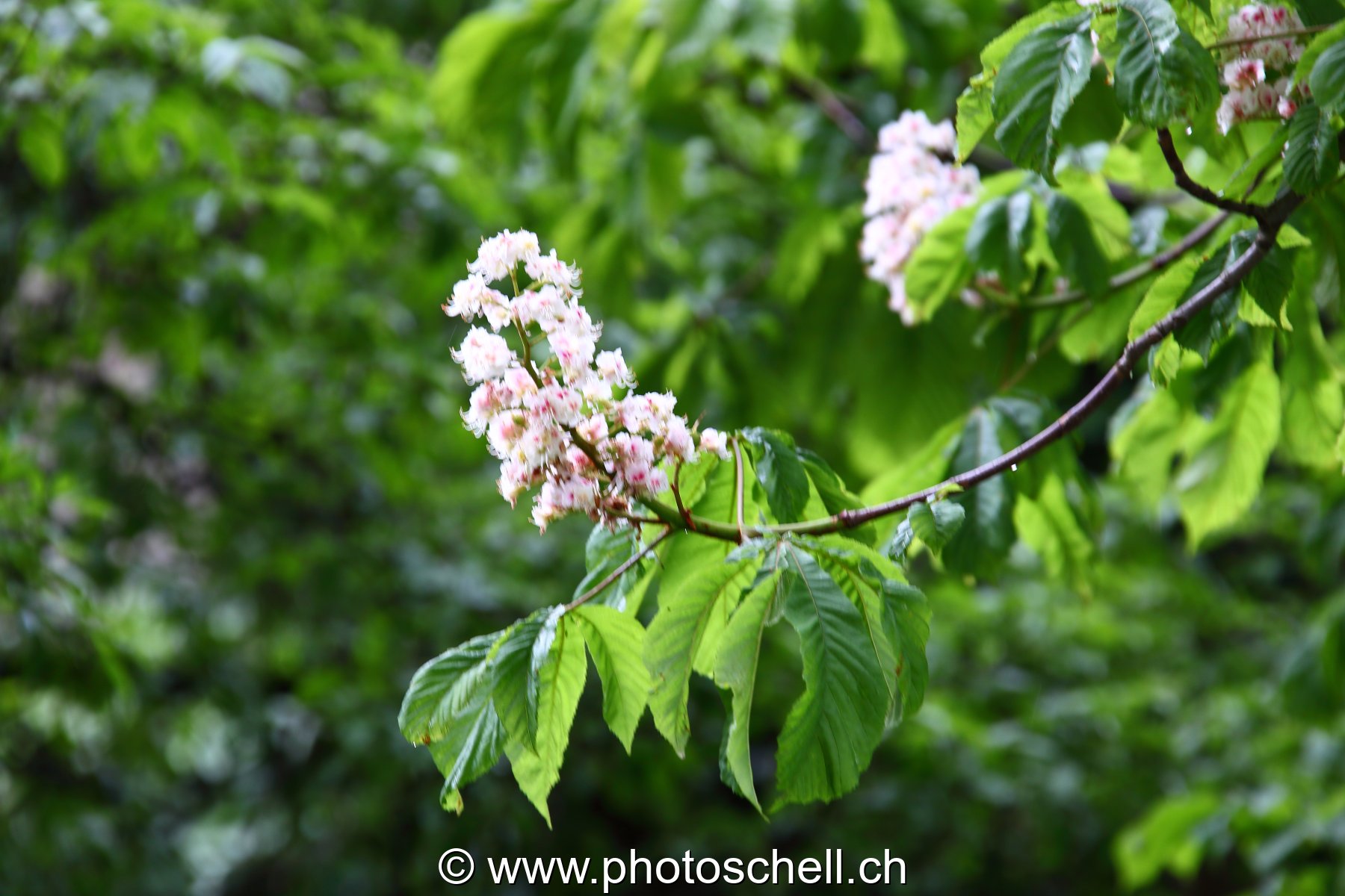 Fleurs