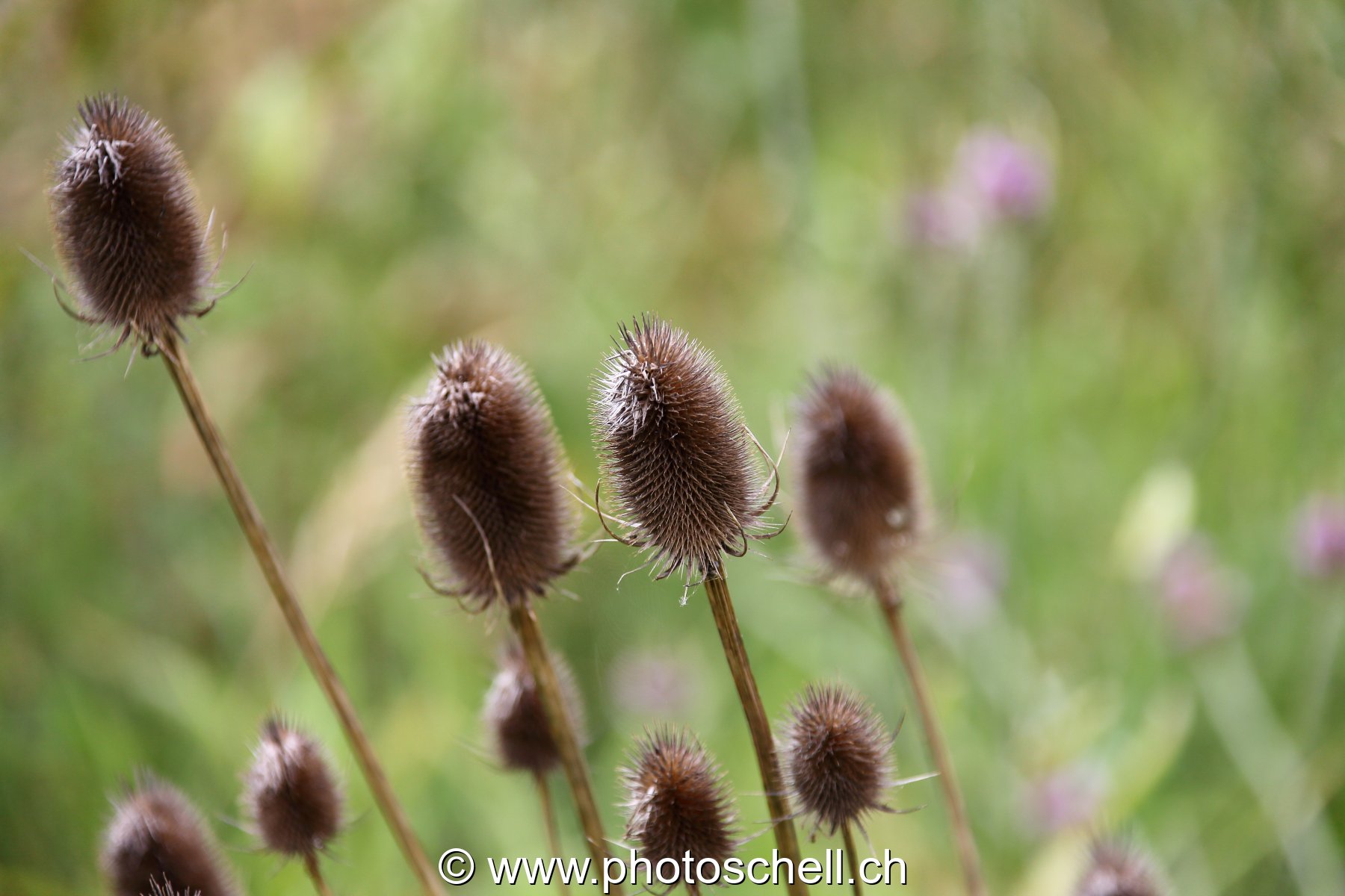 Fleur