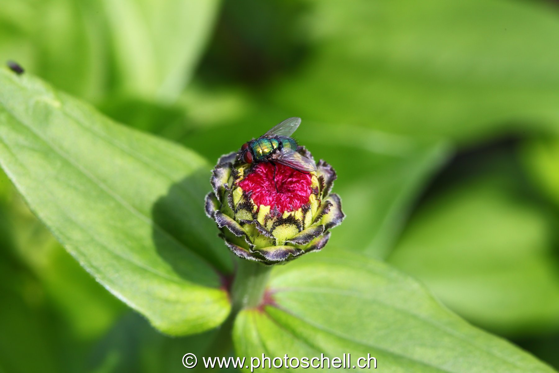 Bourgeon de fleur