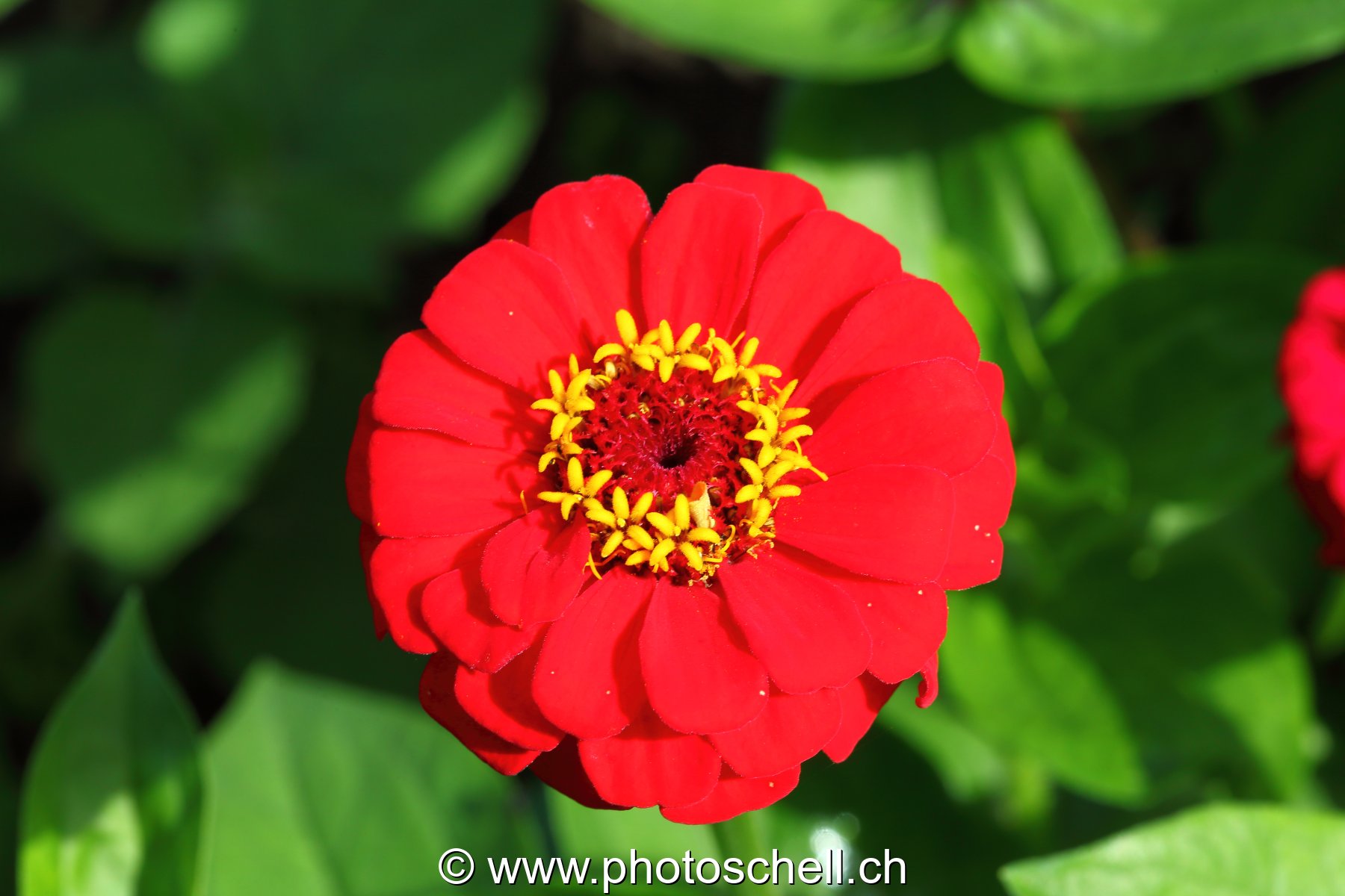 Fleur
