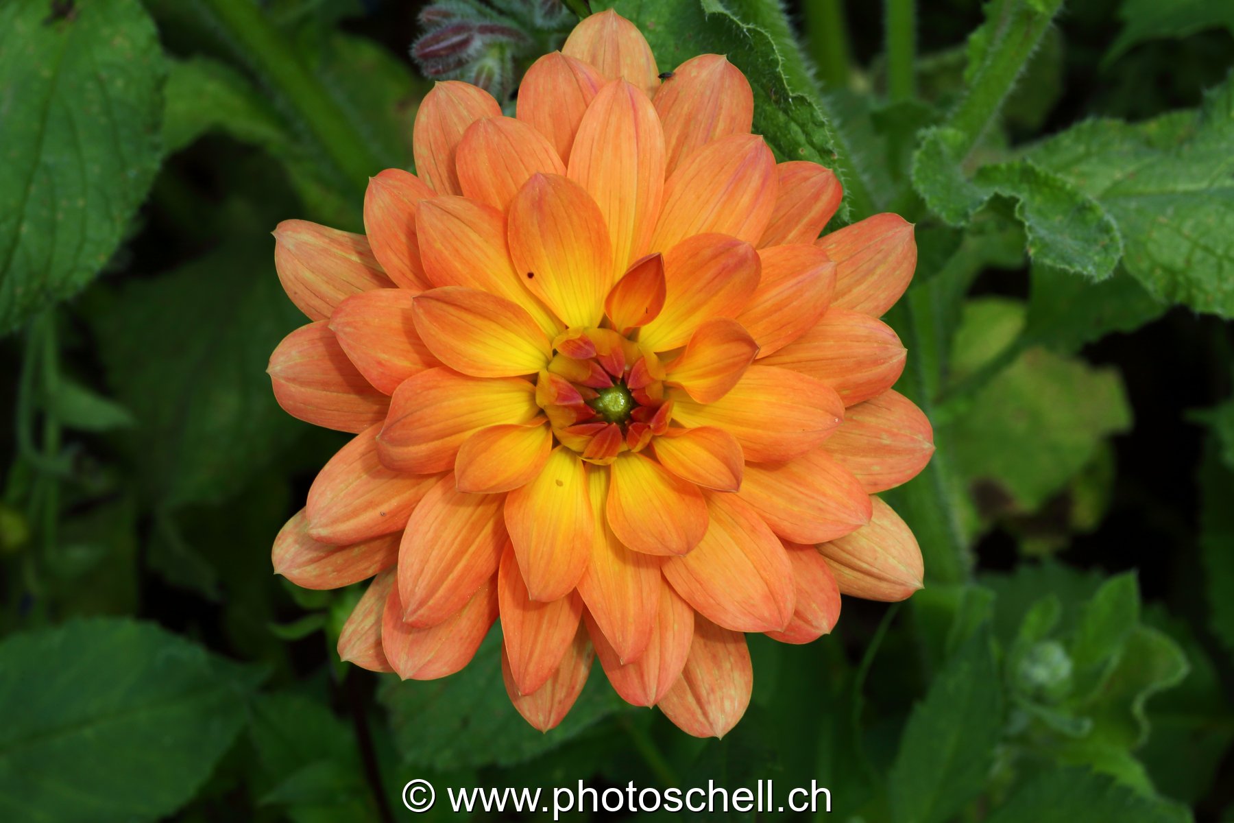 Fleur