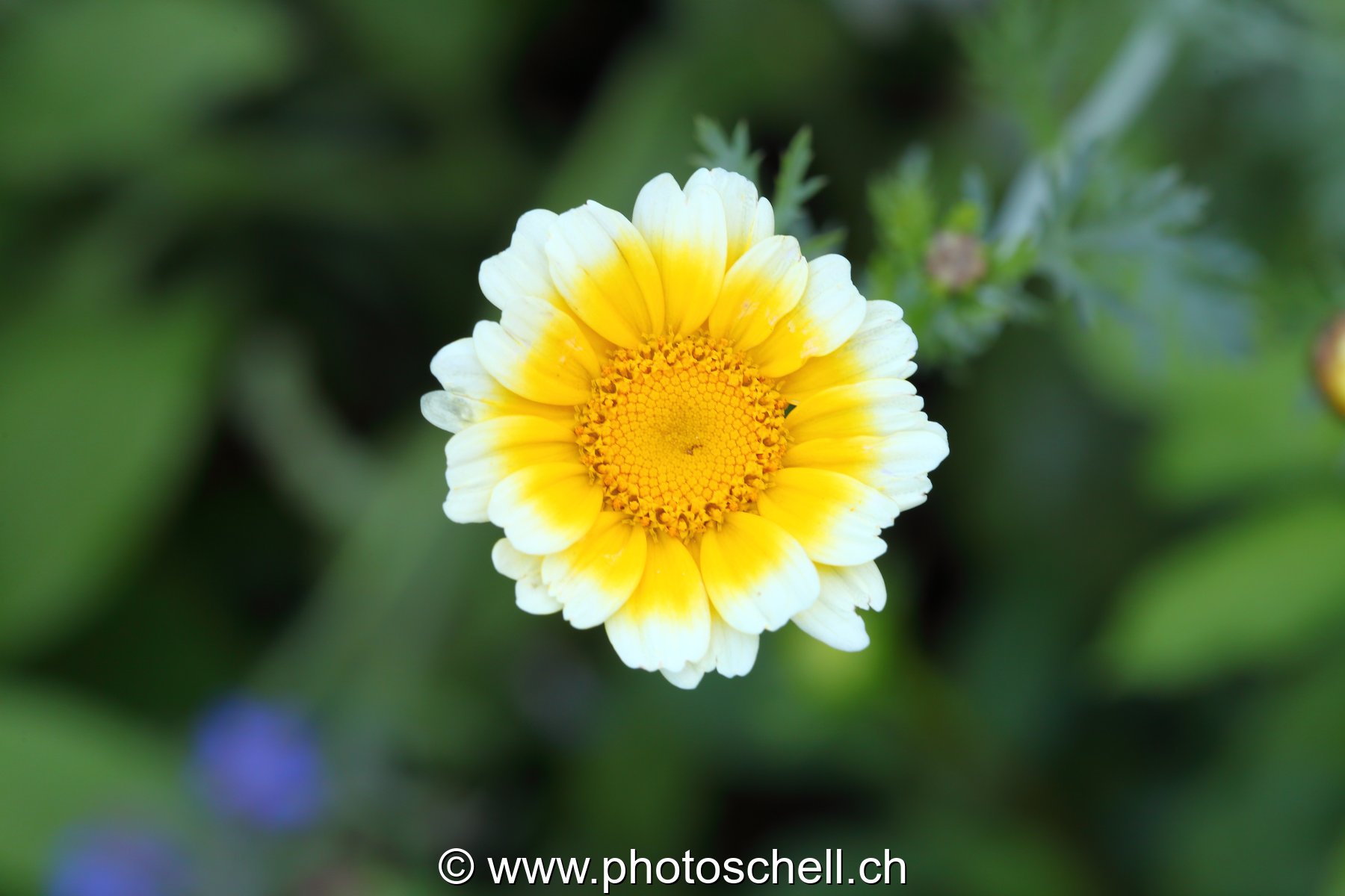 Fleur