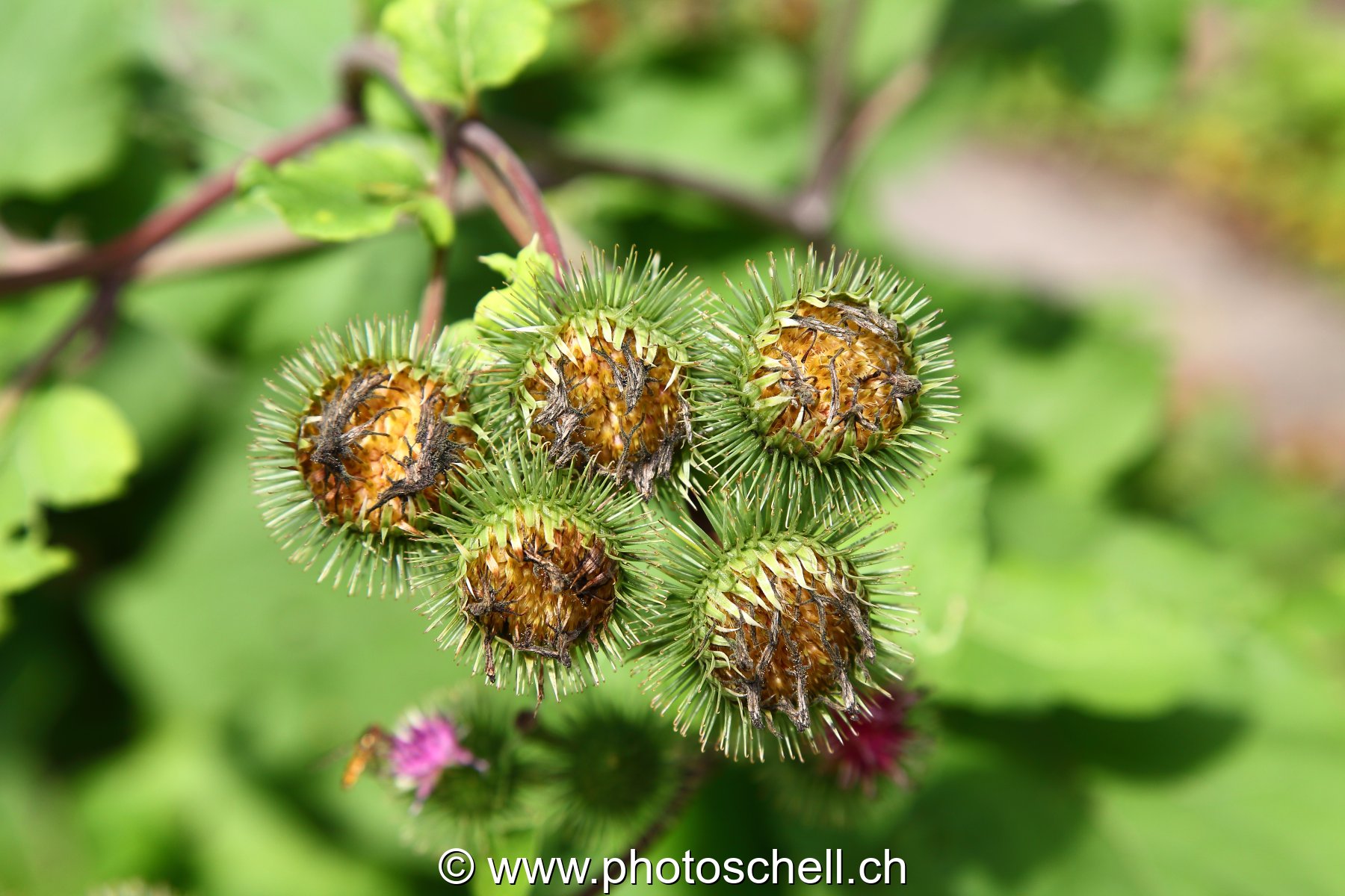 Bourgeons de fleurs