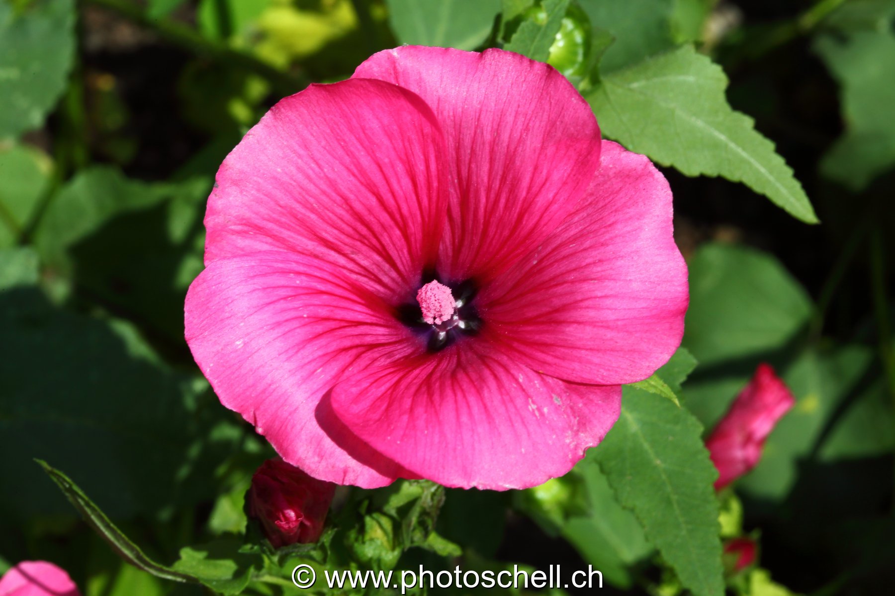 Fleur