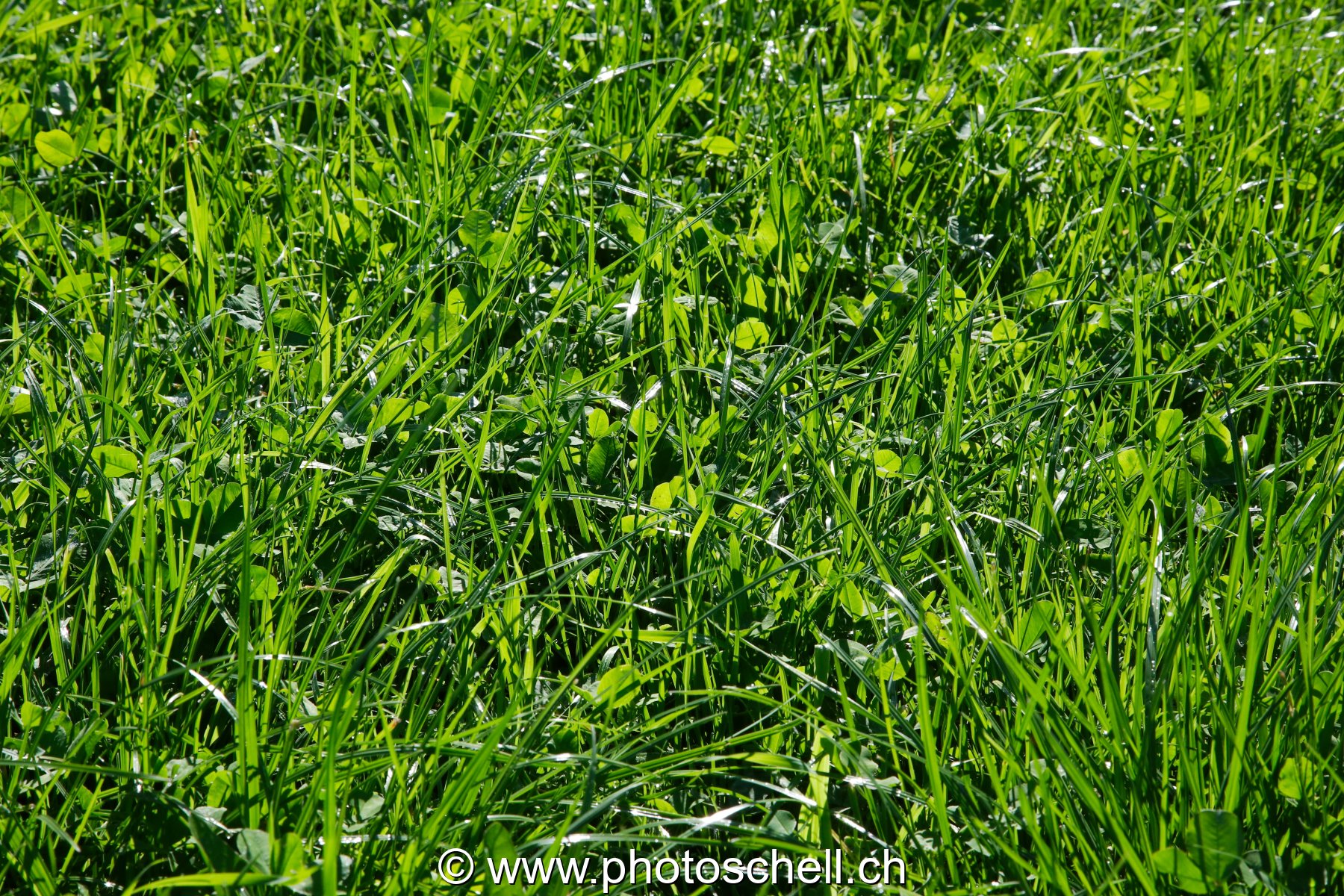 Herbes