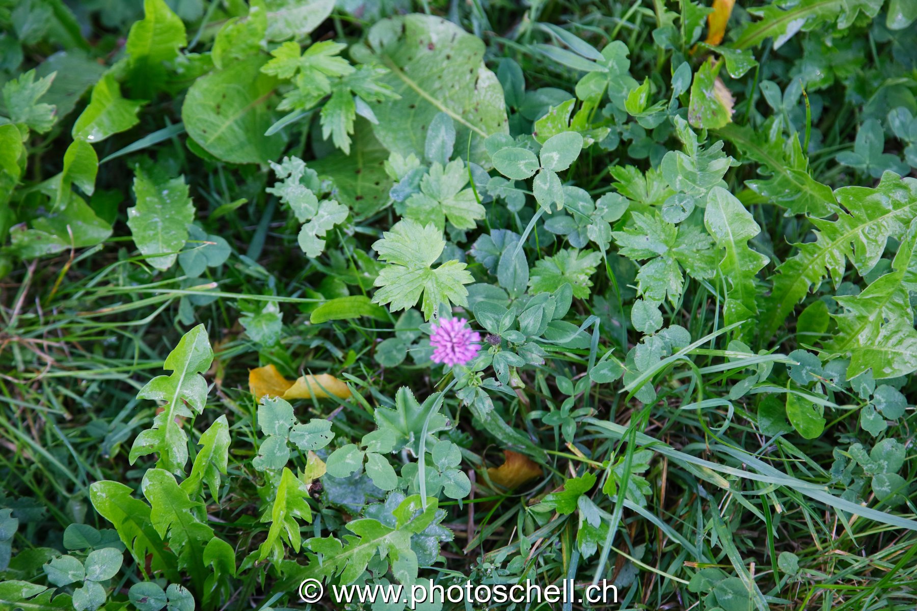 Fleur perdue dans l'herbe