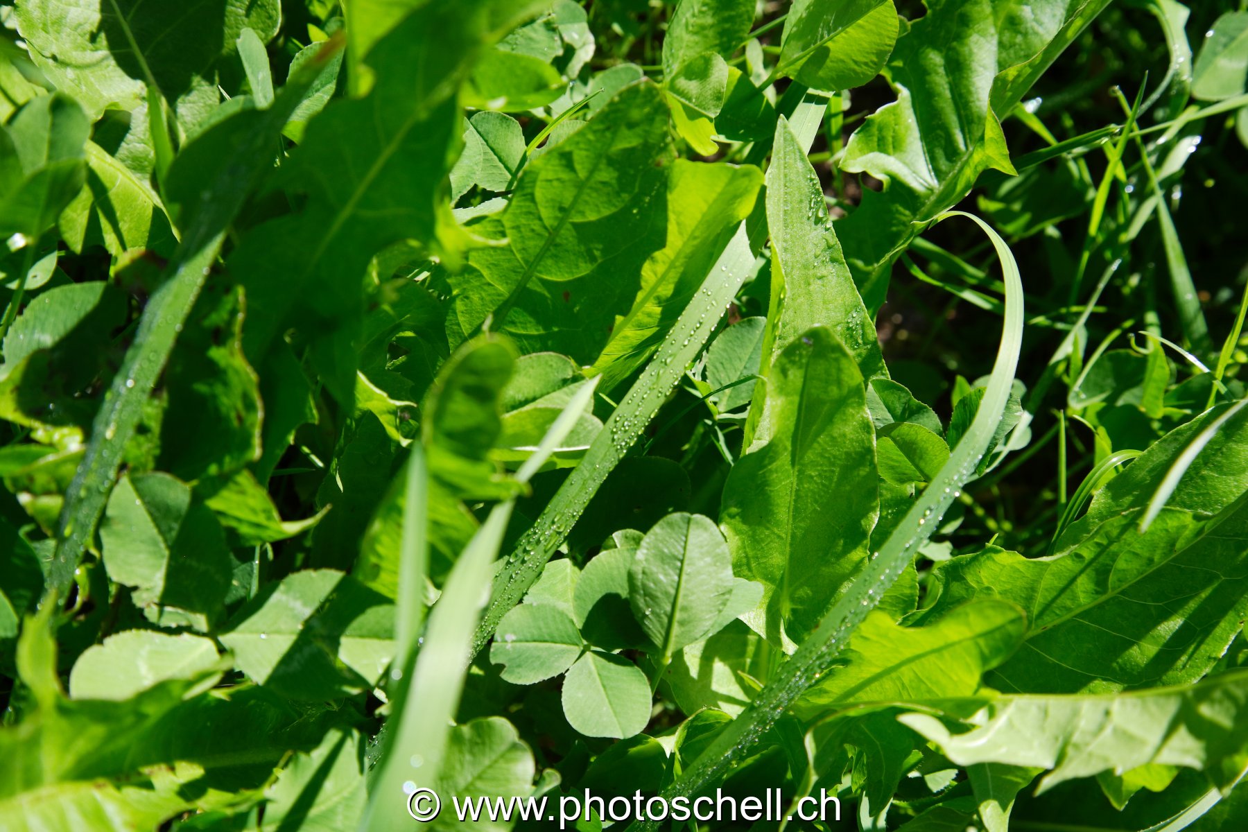 Feuilles de pissenlit et herbes